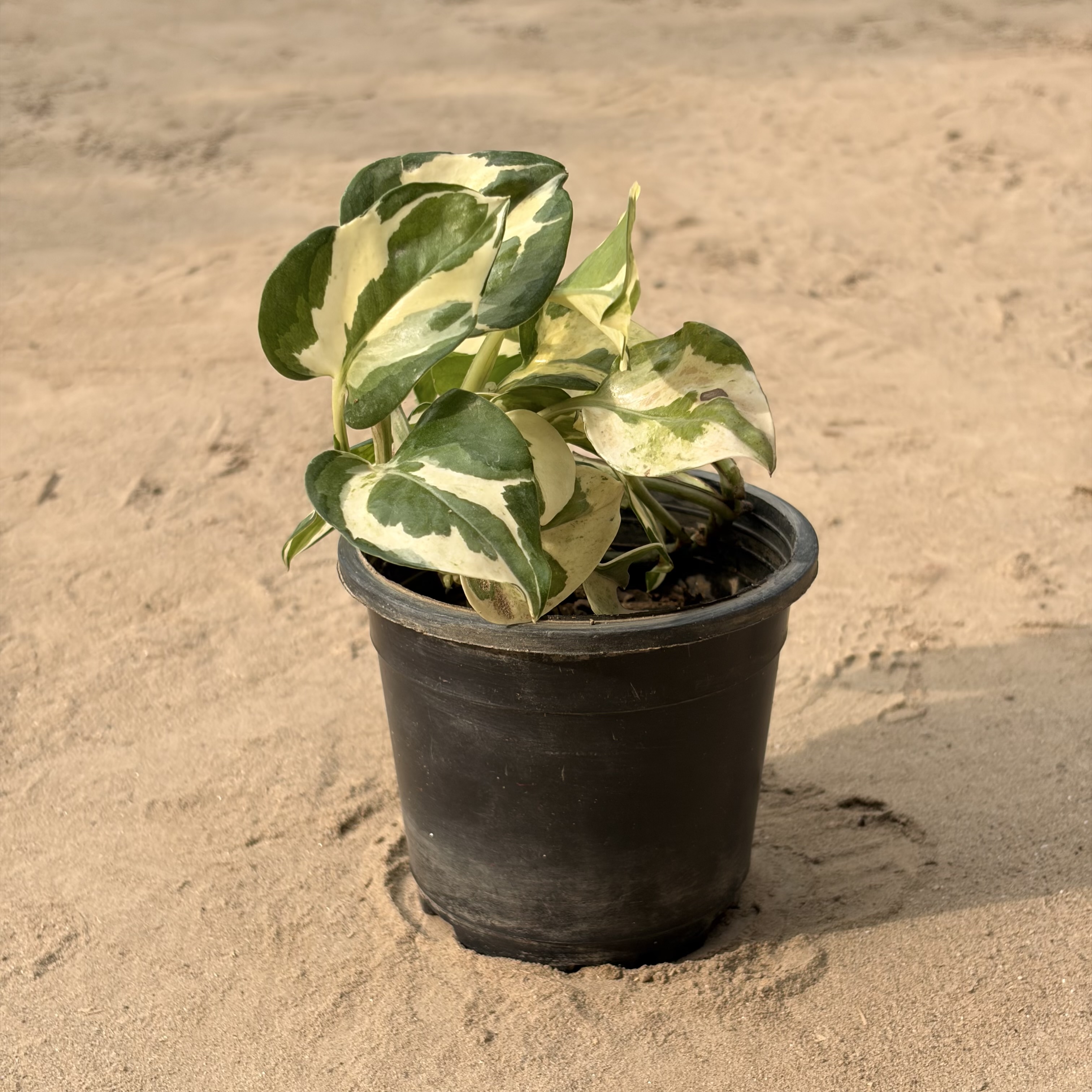 Pothos n'joy in 4 inch pot