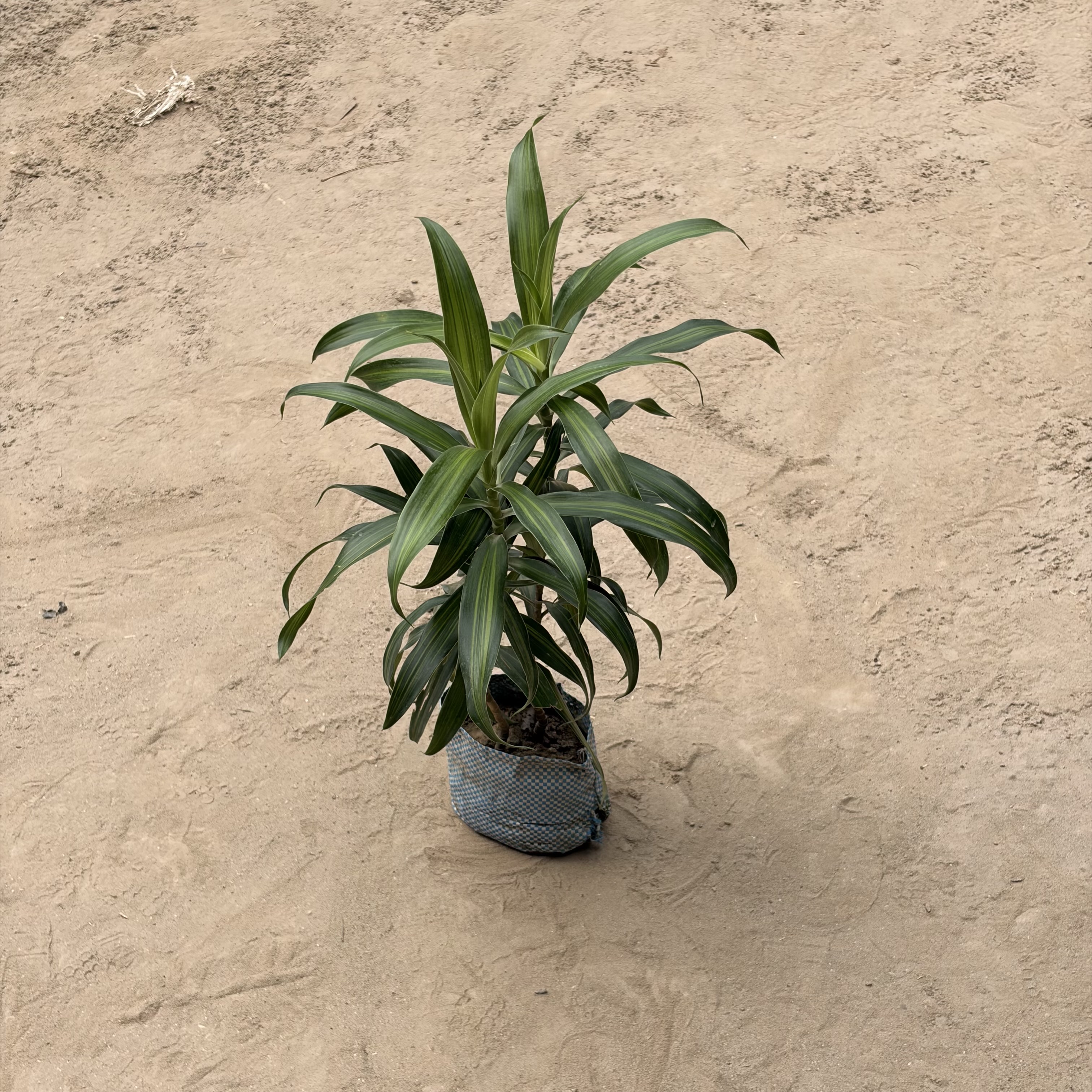 Dracaena reflexa | Song of India (Green) in 5 inch nursery bag