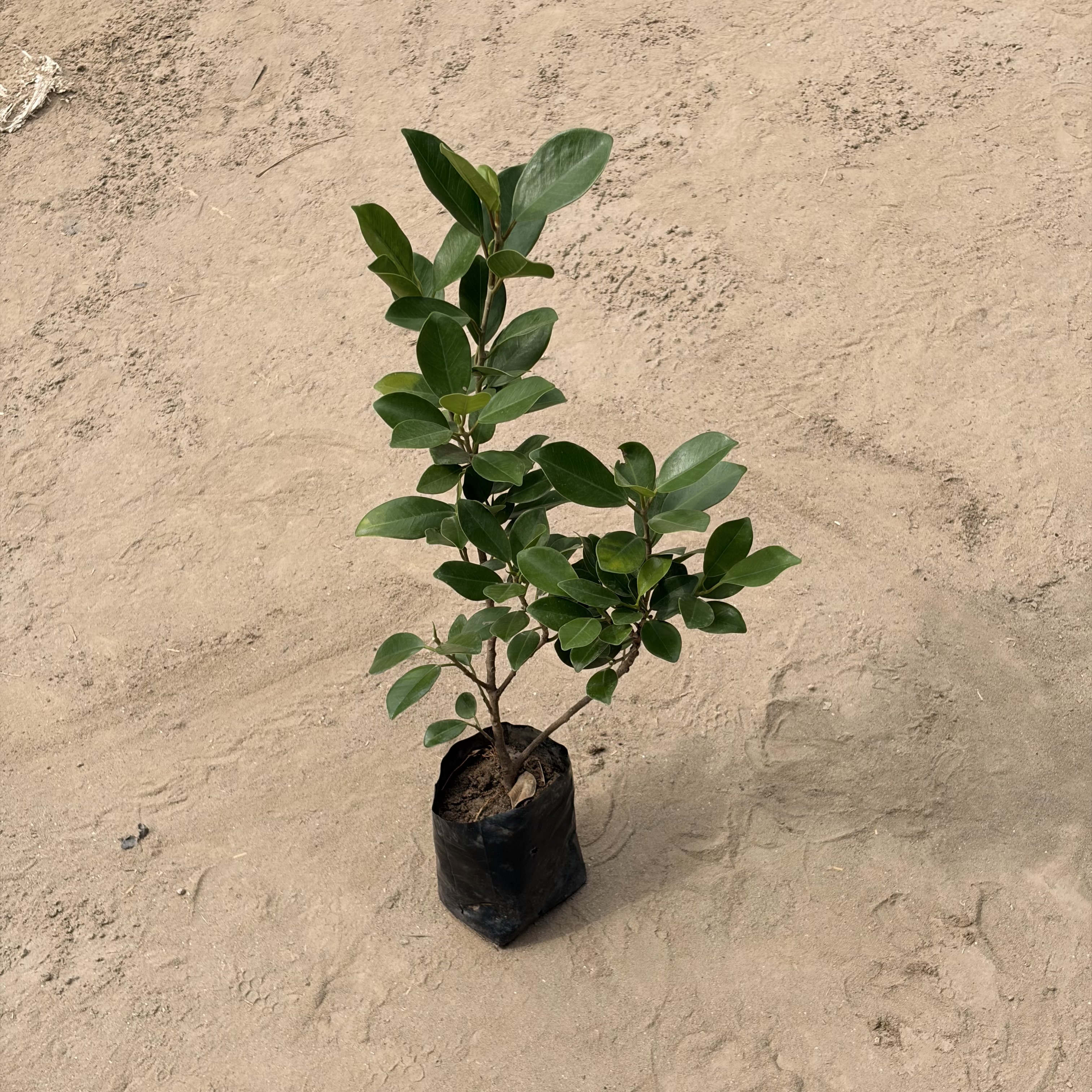 Ficus Panda in 4 inch nursery bag