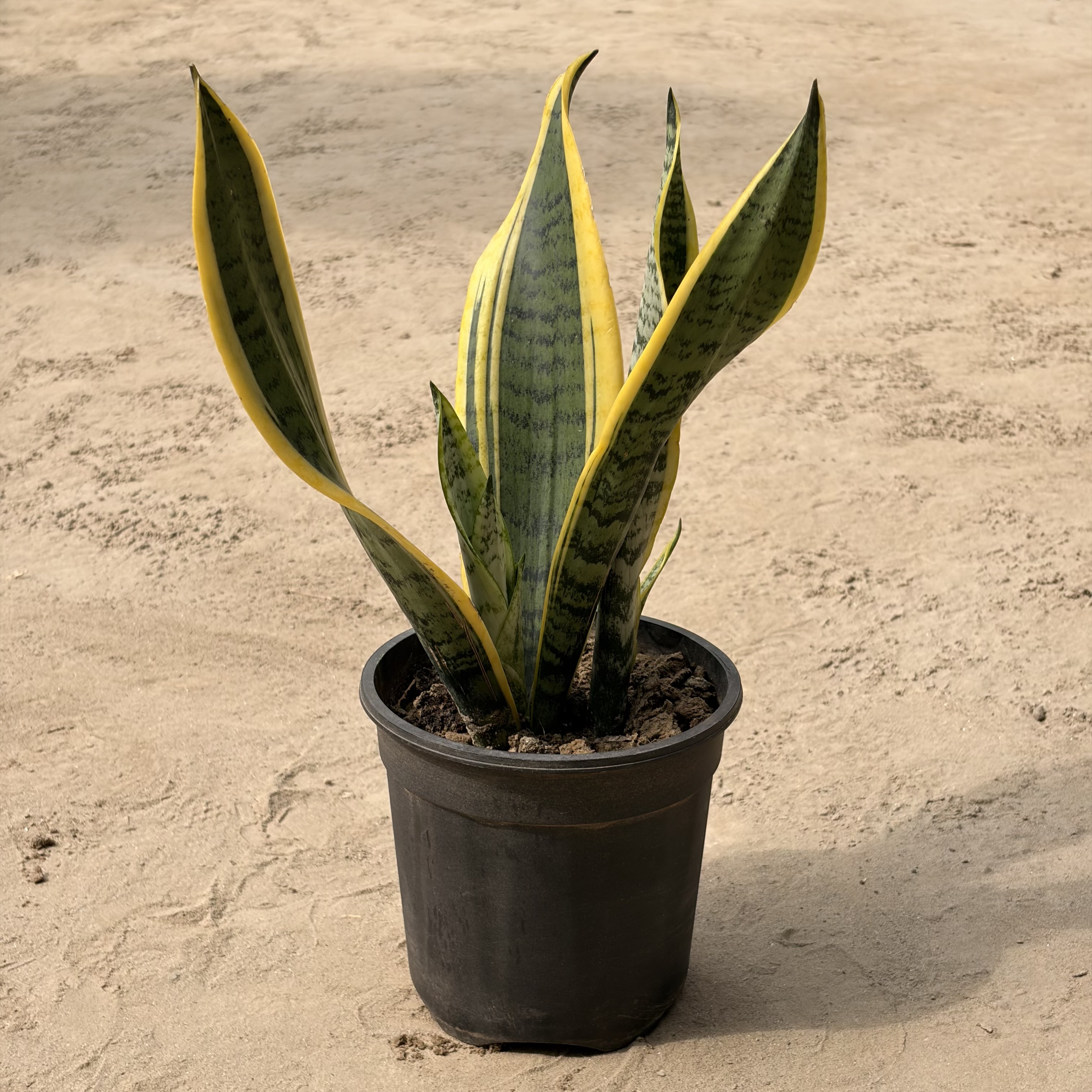 Sanseveria (Golden Strip) in 6 inch pot