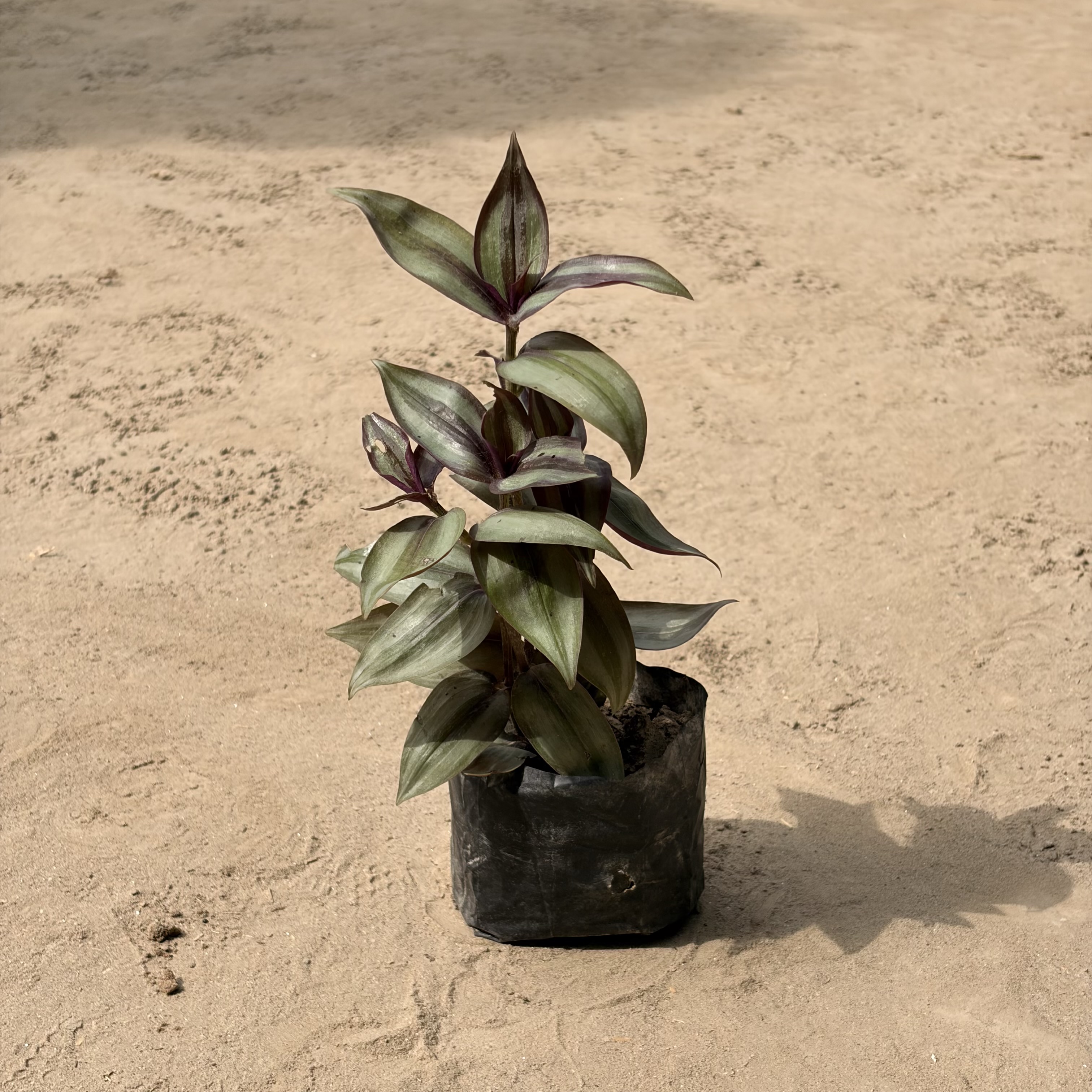 Wandering Jew in 4 inch polybag