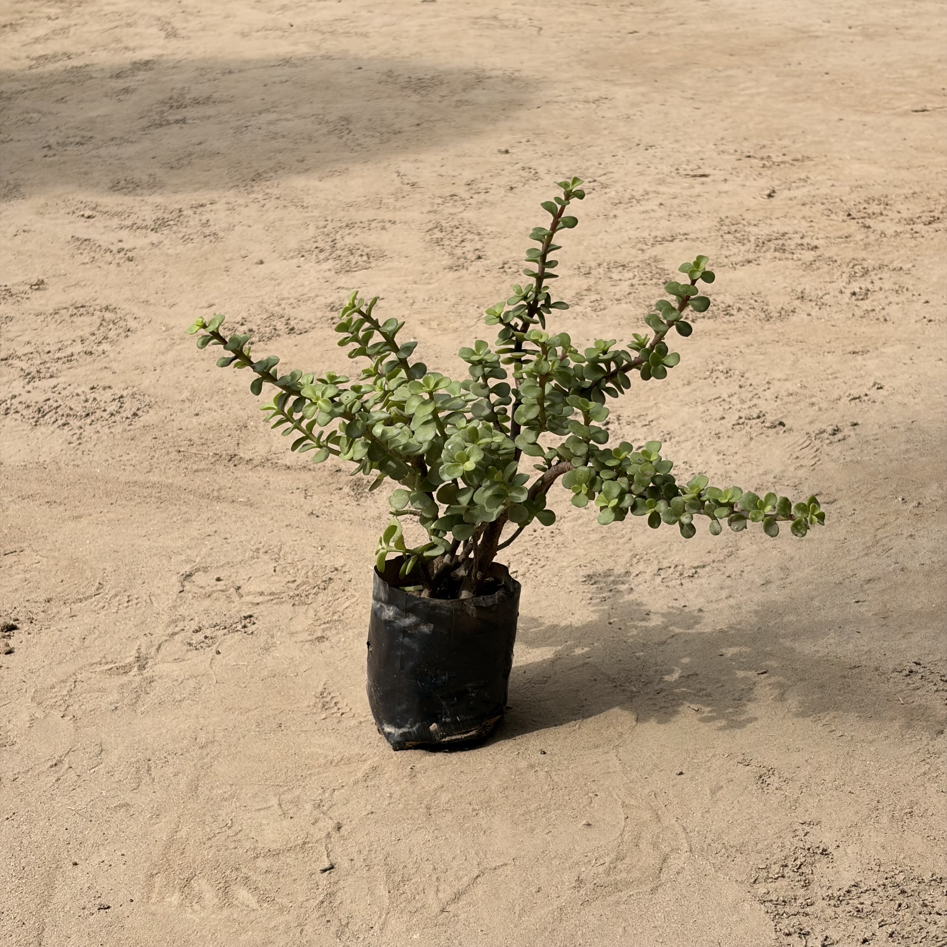 Jade plant in 4 inch polybag