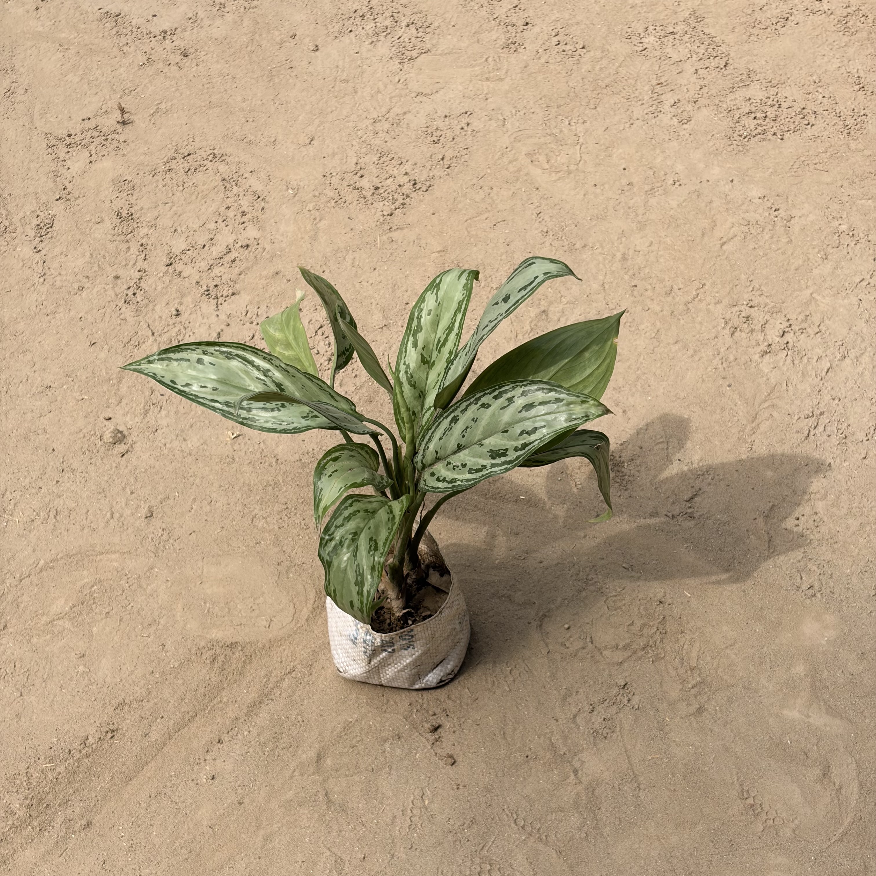 Aglaonema Silver queen in 5 inch Polybag