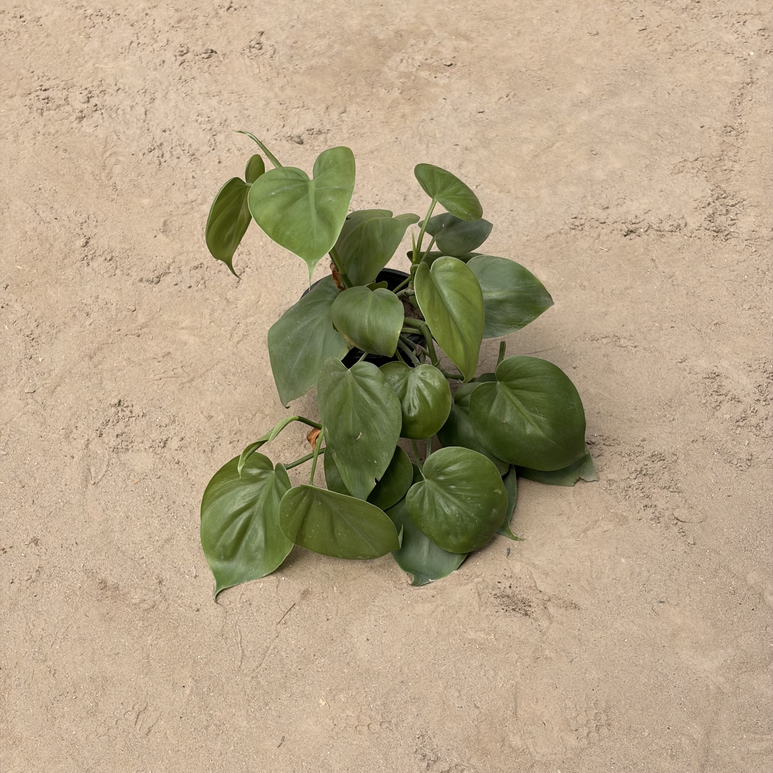 Green Pothos in 4 inch Pot