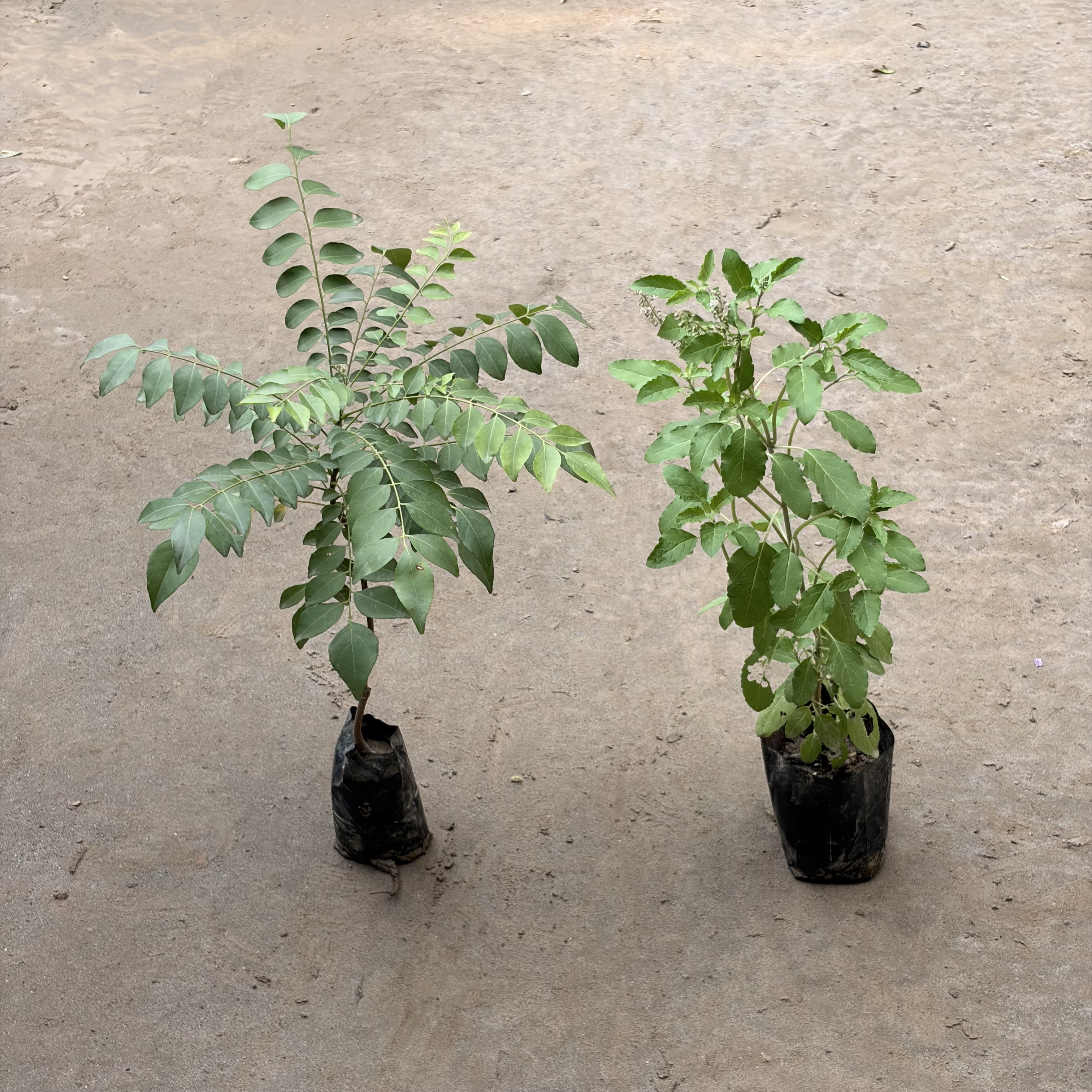 Combo of Rama tulsi & Curry leaf (curry patta) plant