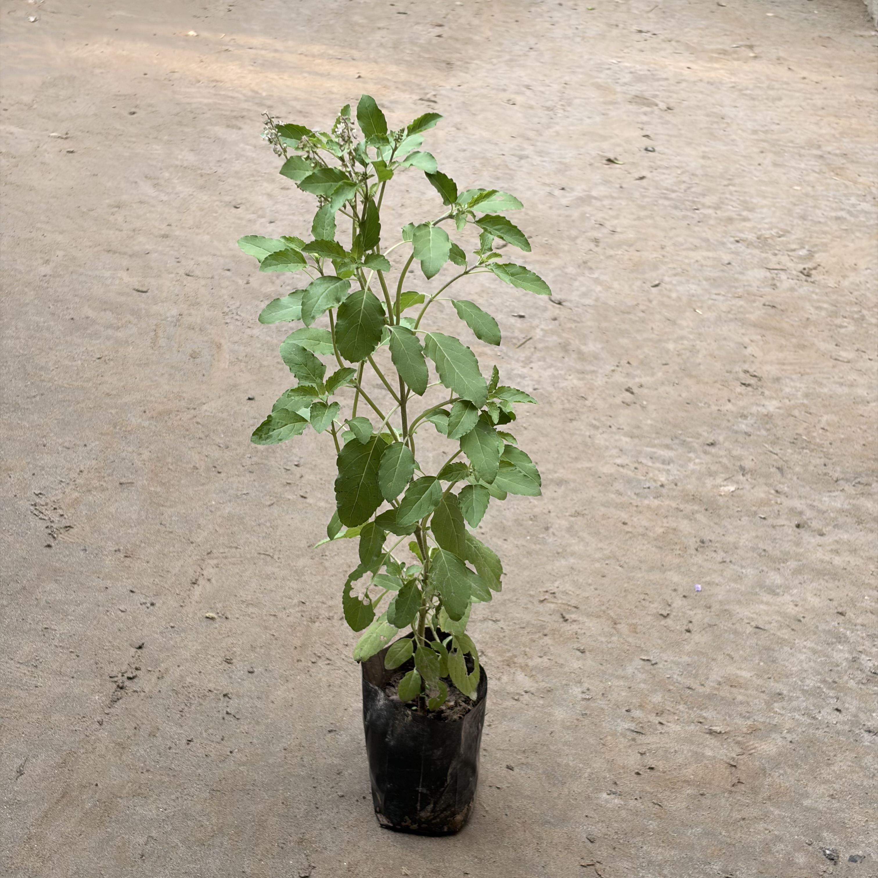 Rama Tulsi in 4 inch nursery bag