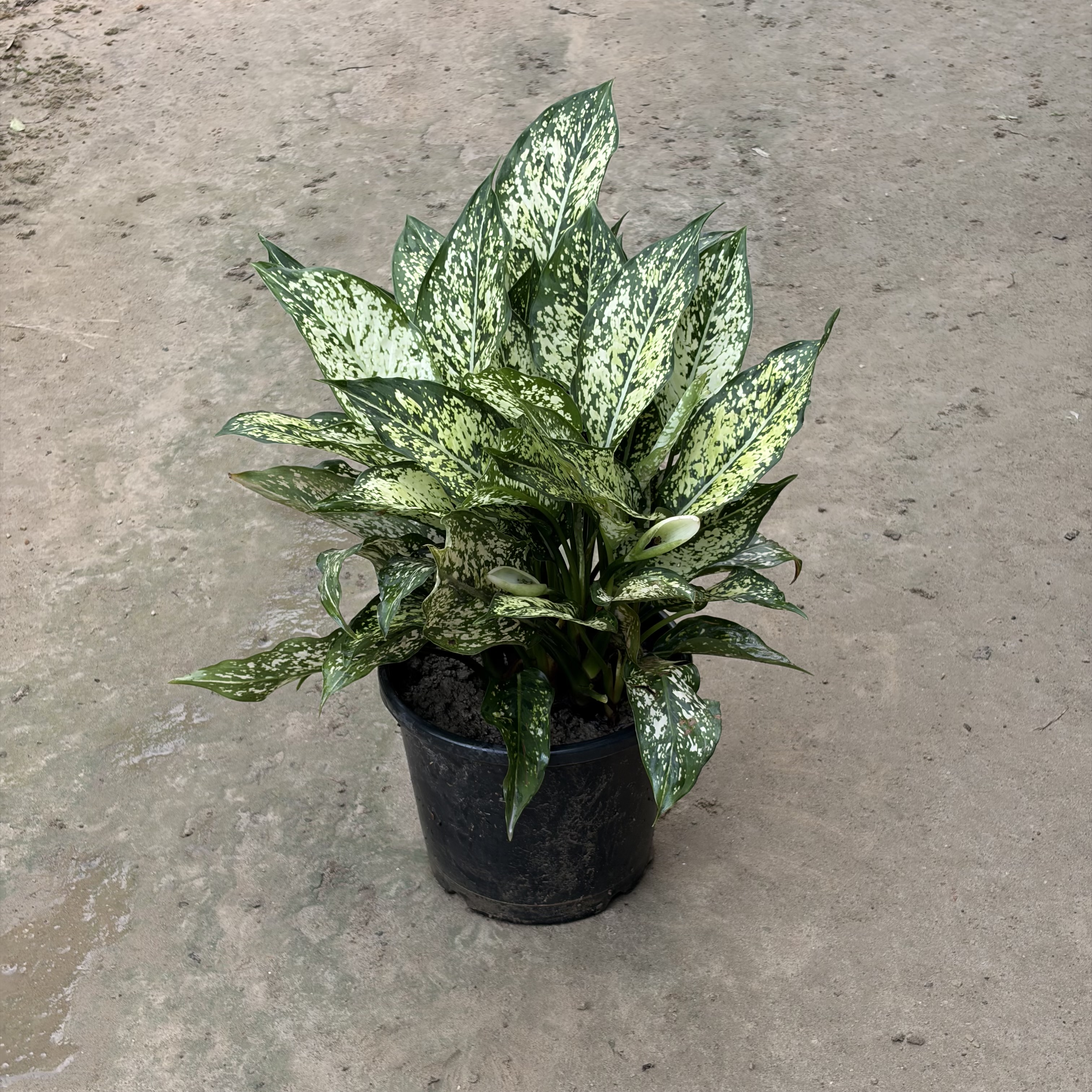 Snow white in 6 inch nursery pot