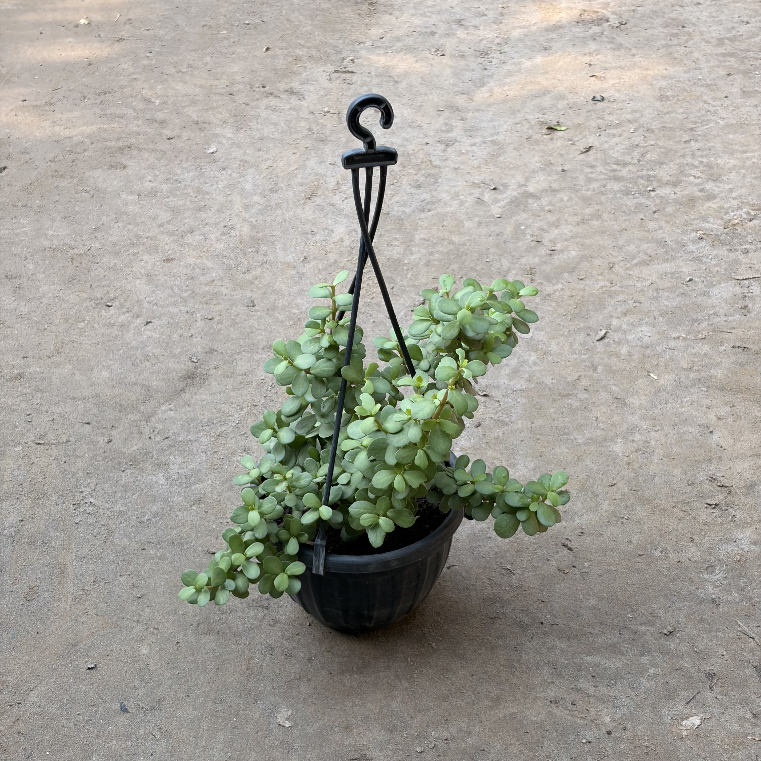 Jade plant in 8 inch basket