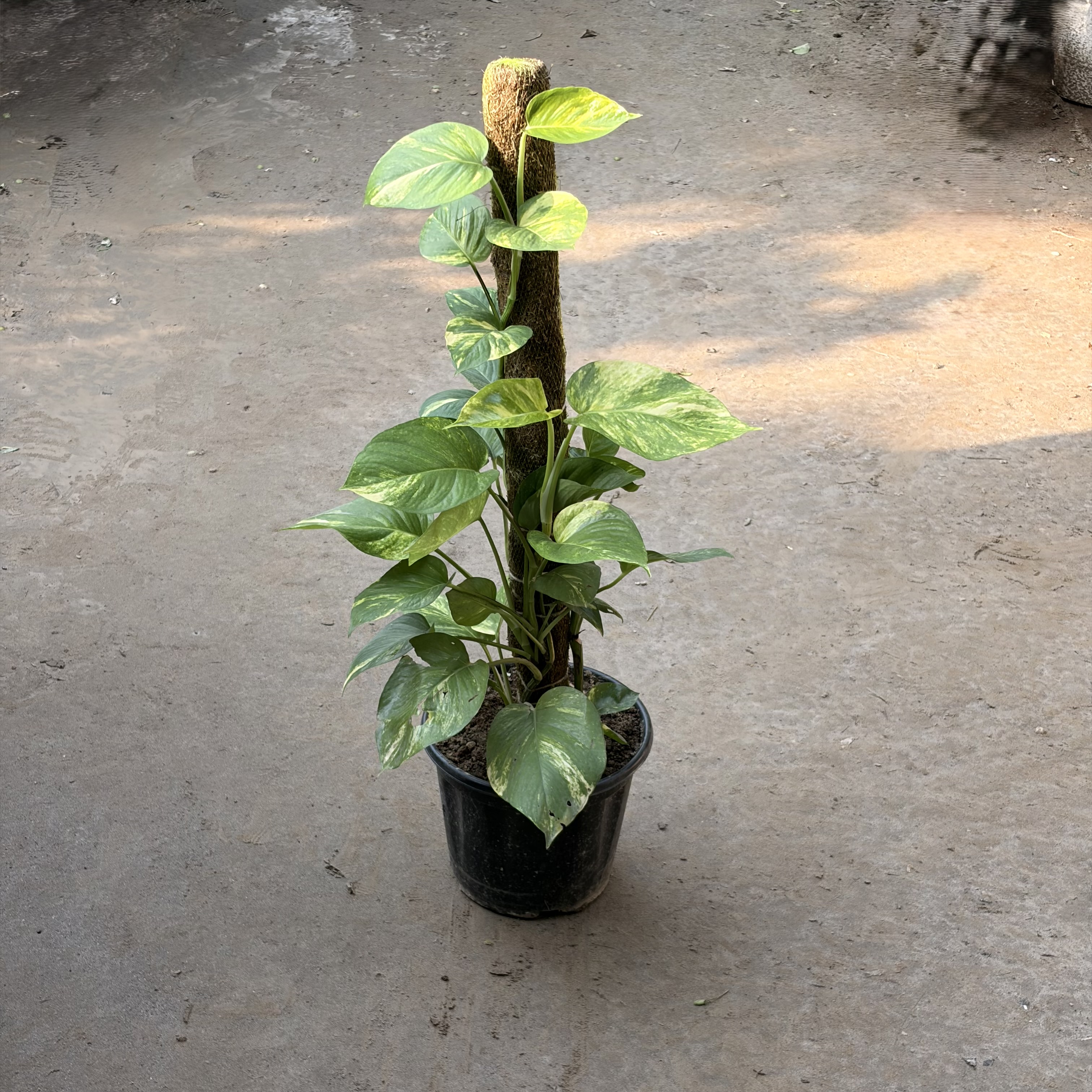 Money plant in 10 inch nursery pot
