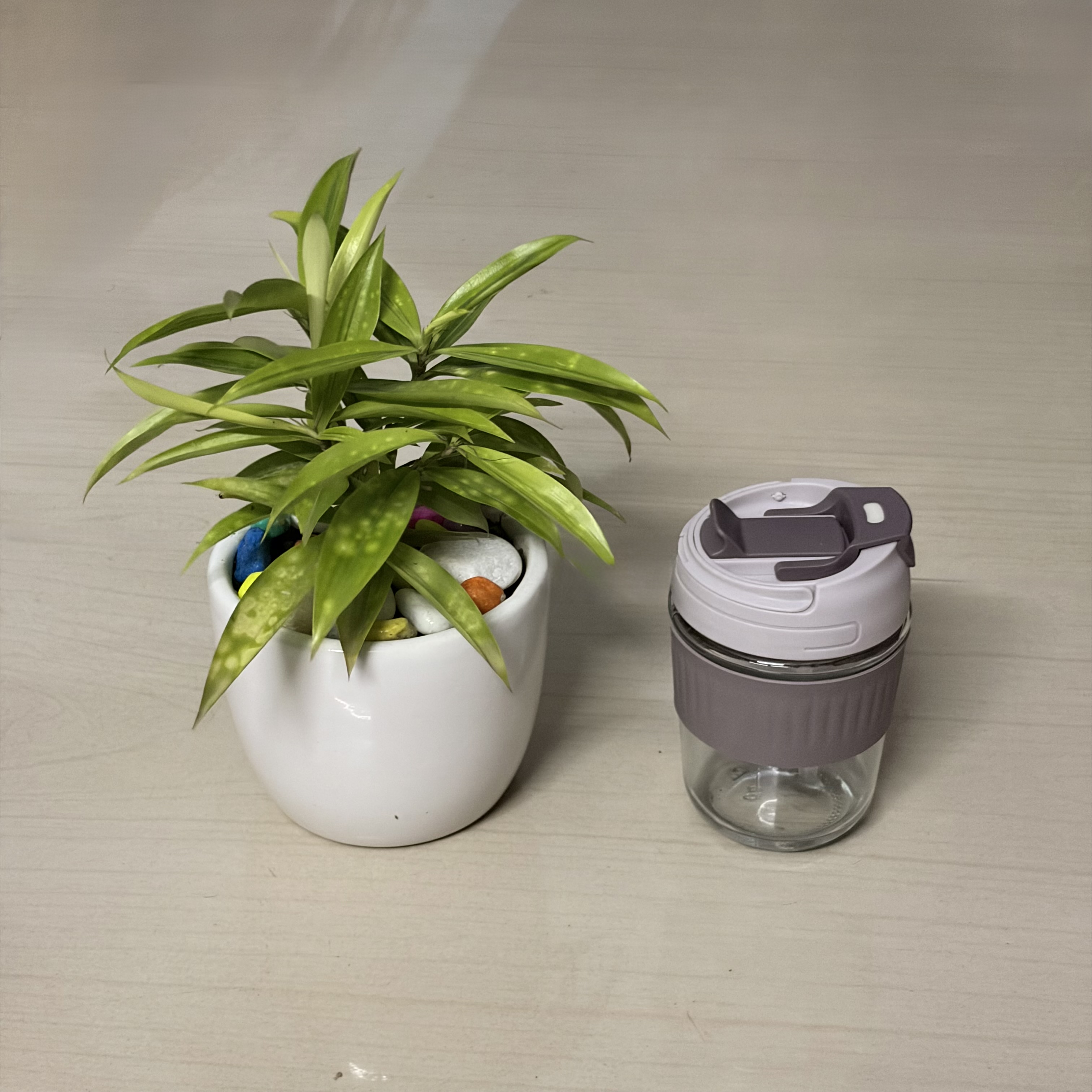 Draceana Milky in 5 inch ceramic pot + Glass Bottle