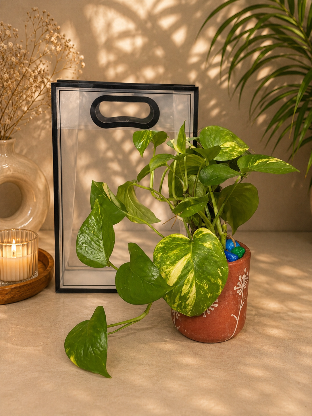 Money plant + Terracotta pot + Premium transparent bag