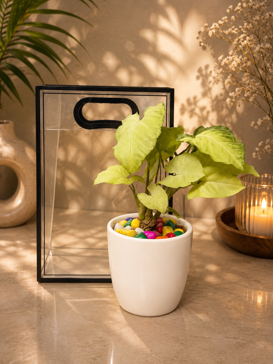 Syngonium plant with premium transparent bag