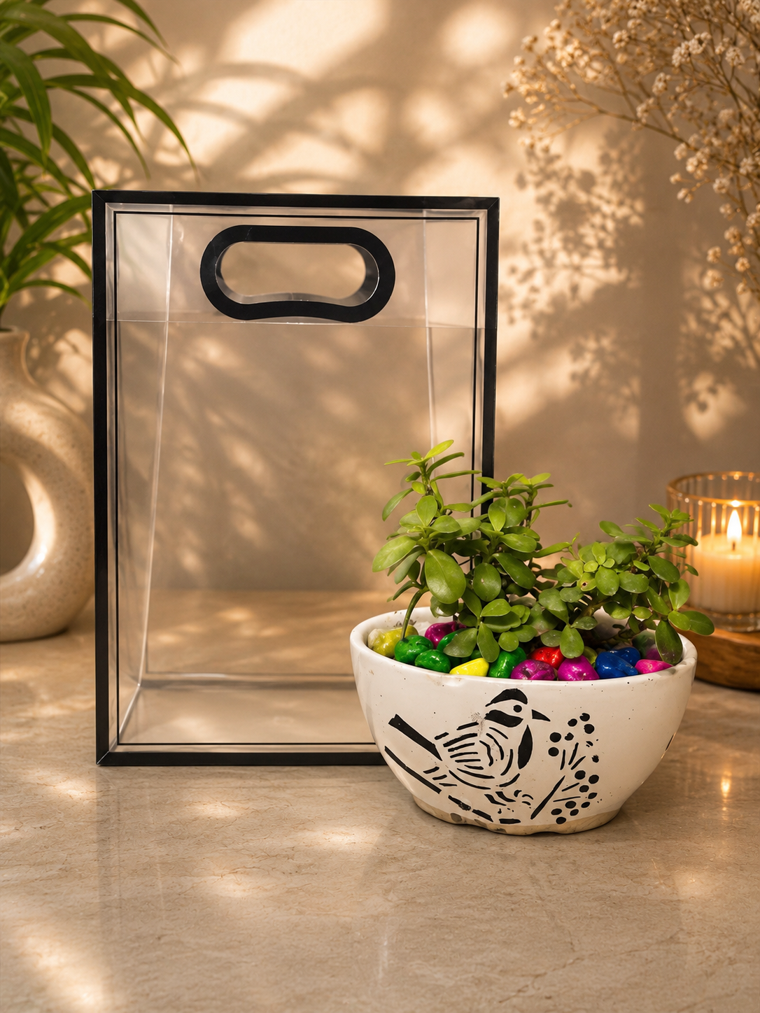 Jade plant with premium transparent bag