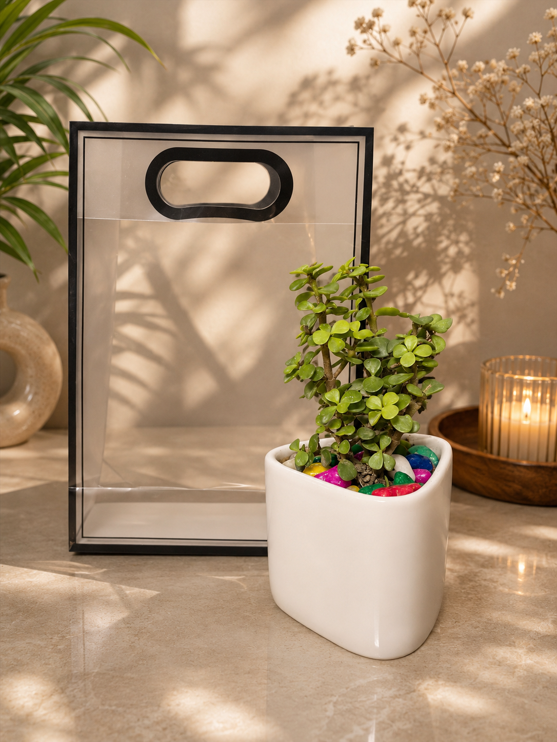 Jade plant in ceramic pot with premium transparent bag