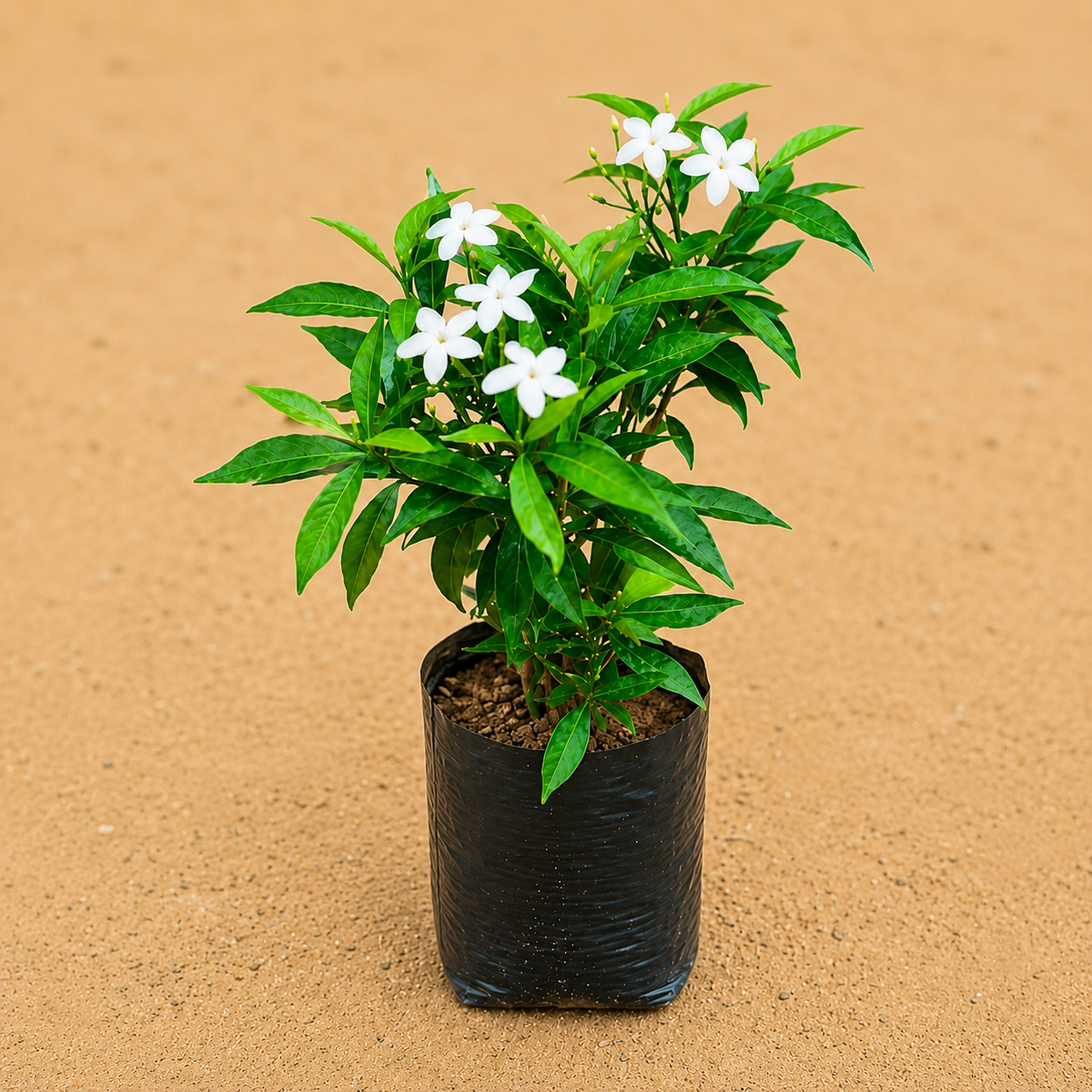 Chandni Dwarf in 4 inch nursery bag
