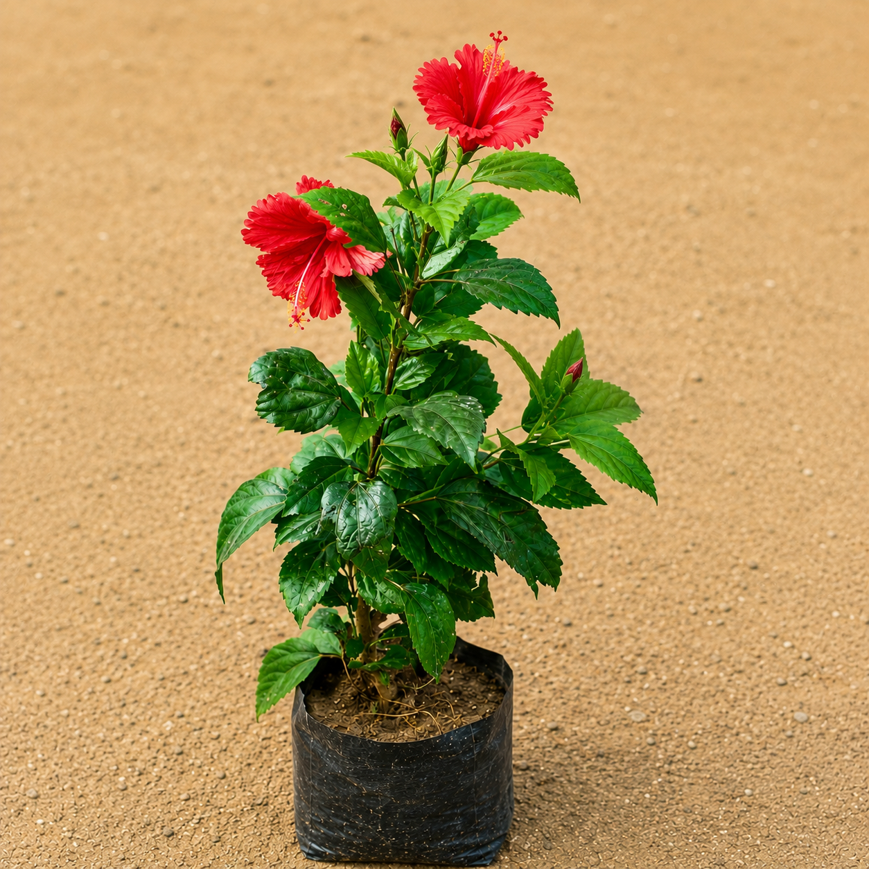 Red Hibiscus in 4 Inch Nursery Bag