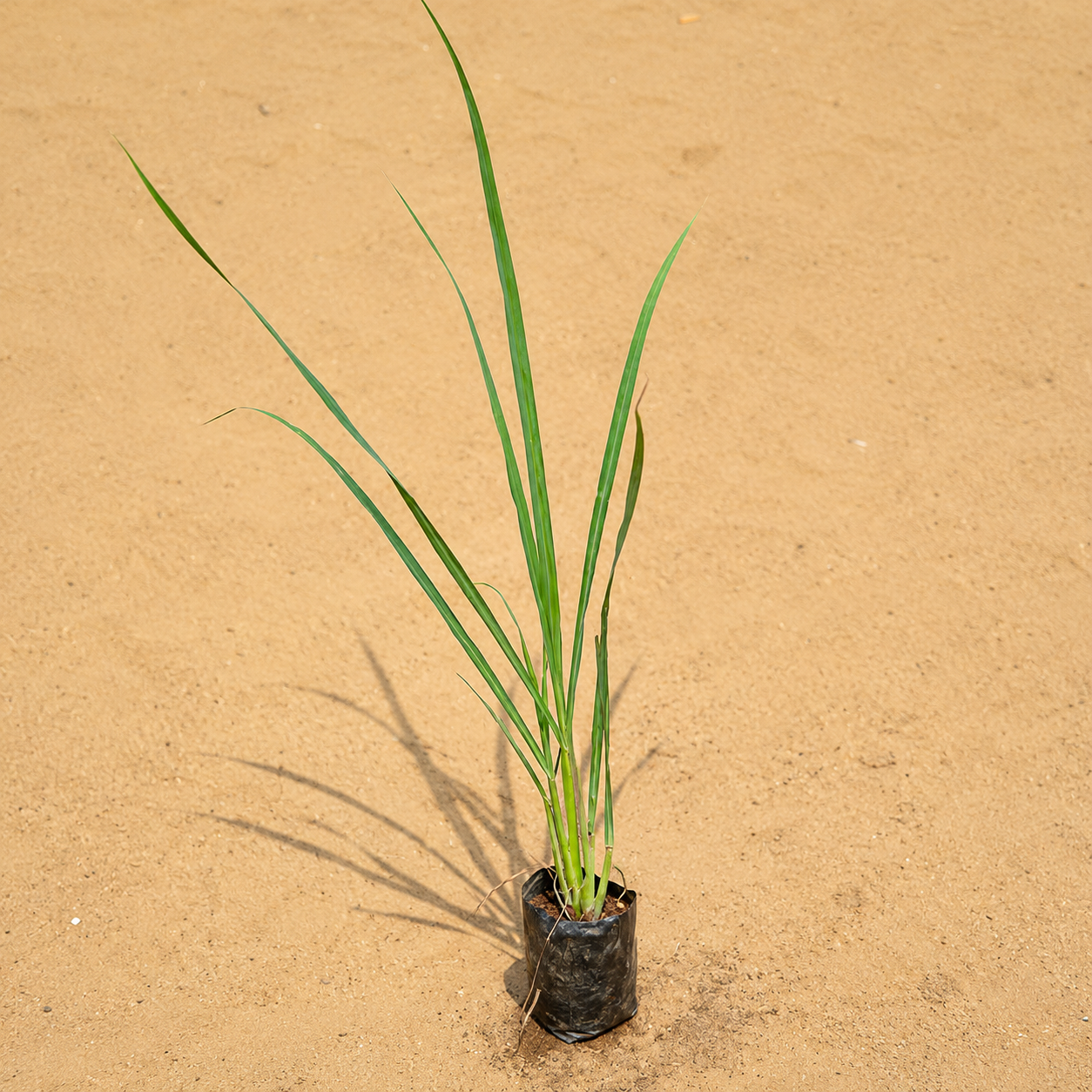 Lemon grass in 4 inch nursery bag
