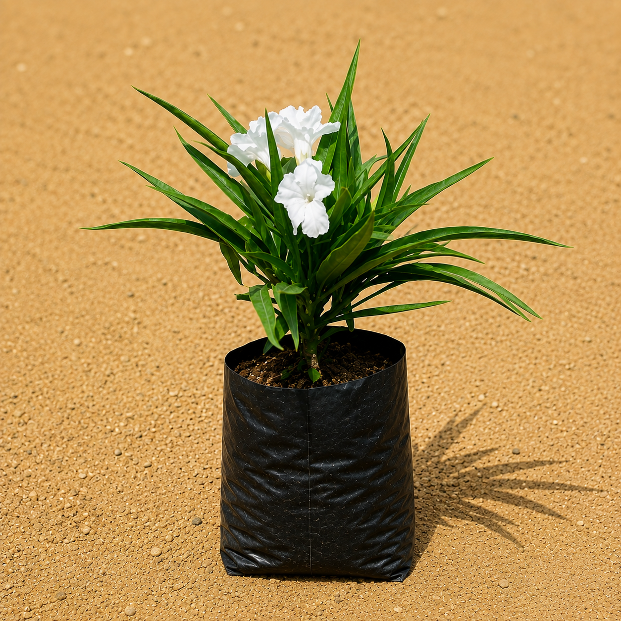 Ruellia 4 Inch Nursery Bag