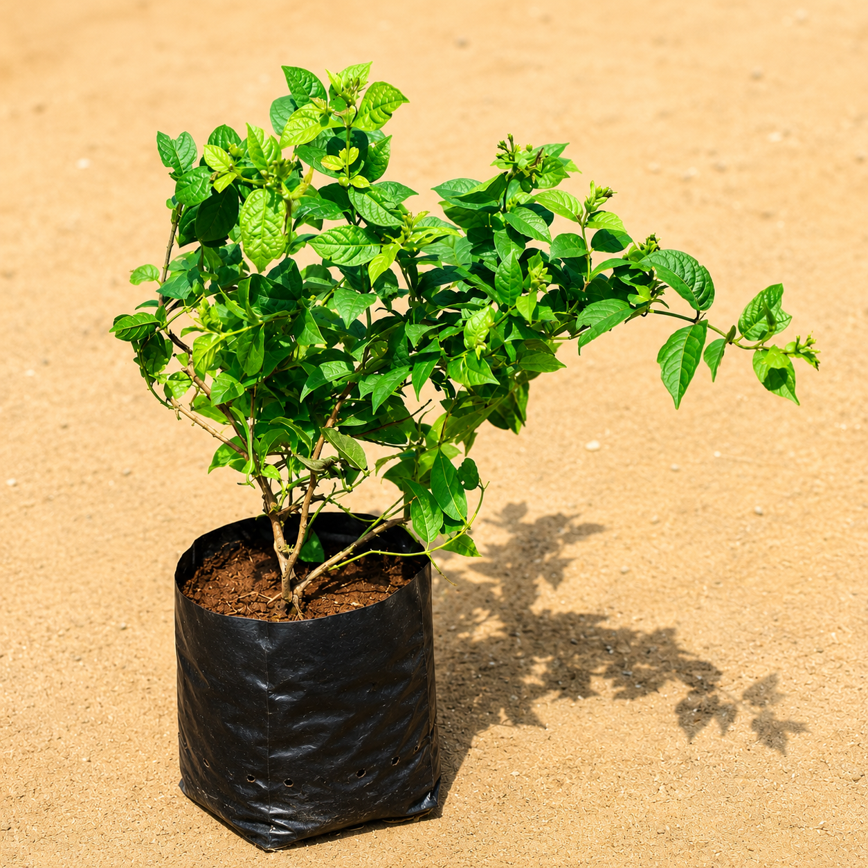 Madhumalti in 5 inch nursery bag