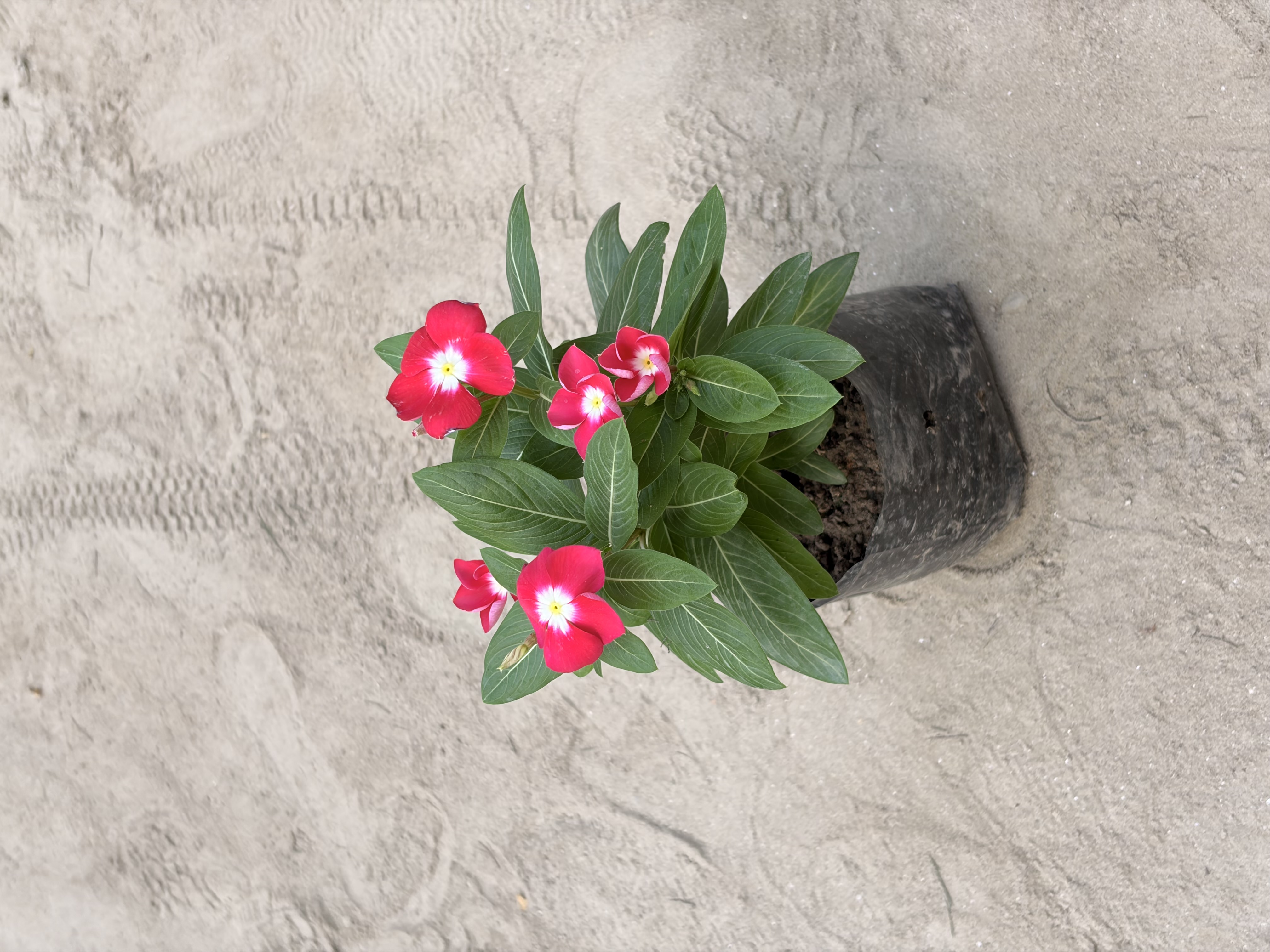 Sadabahar / Vinca in 4 inch nursery bag