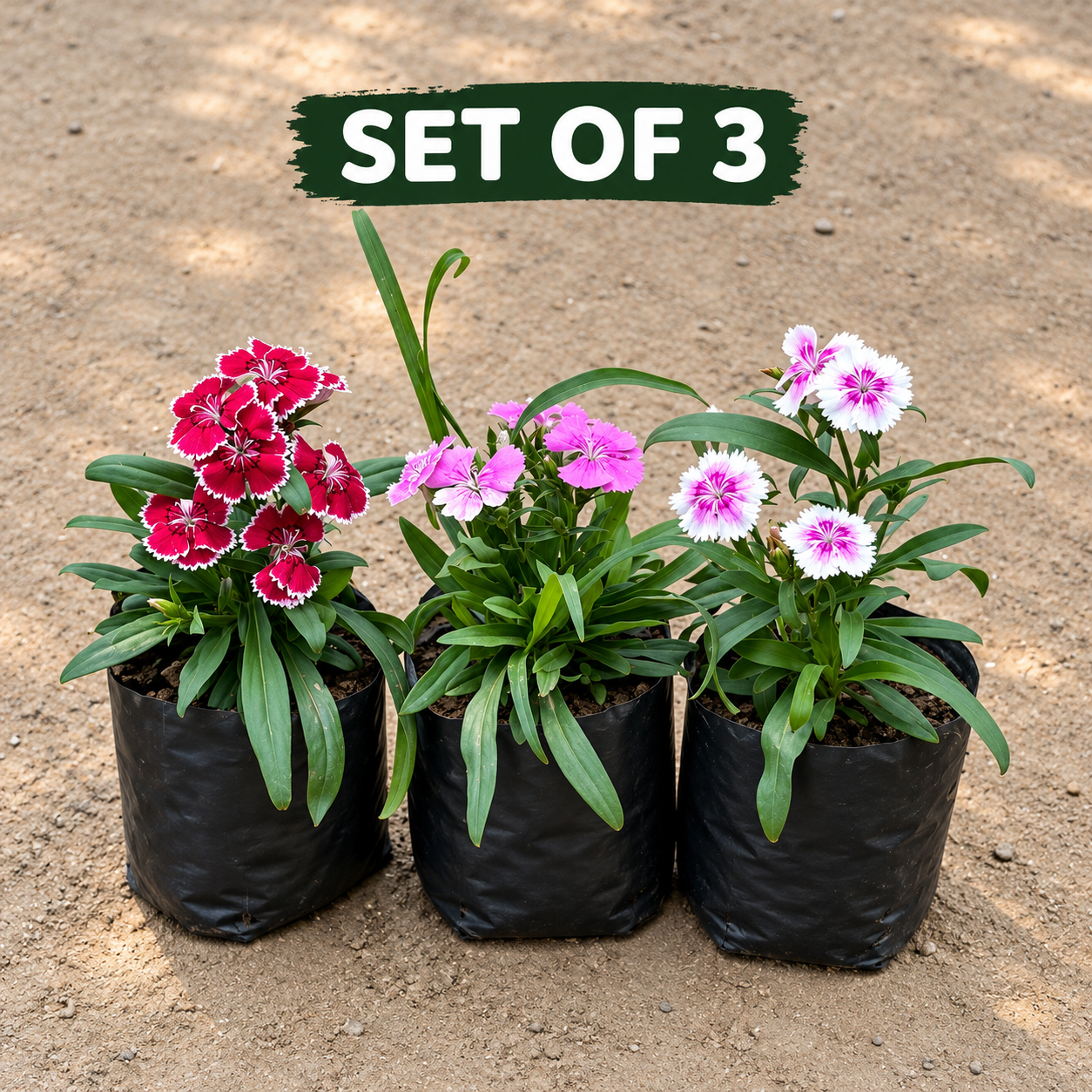 Set of 3 Dainthus Flowering Plant