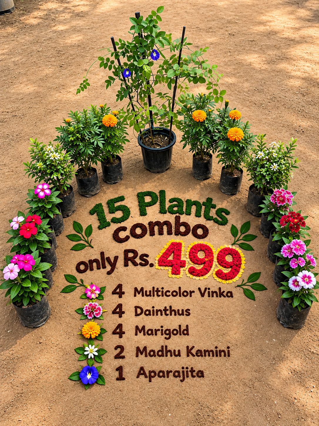 Combo of 15 Plants