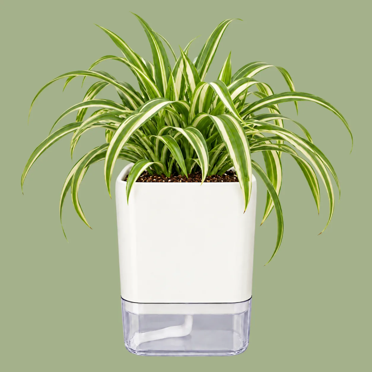 Spider Plant in Self Watering Pot