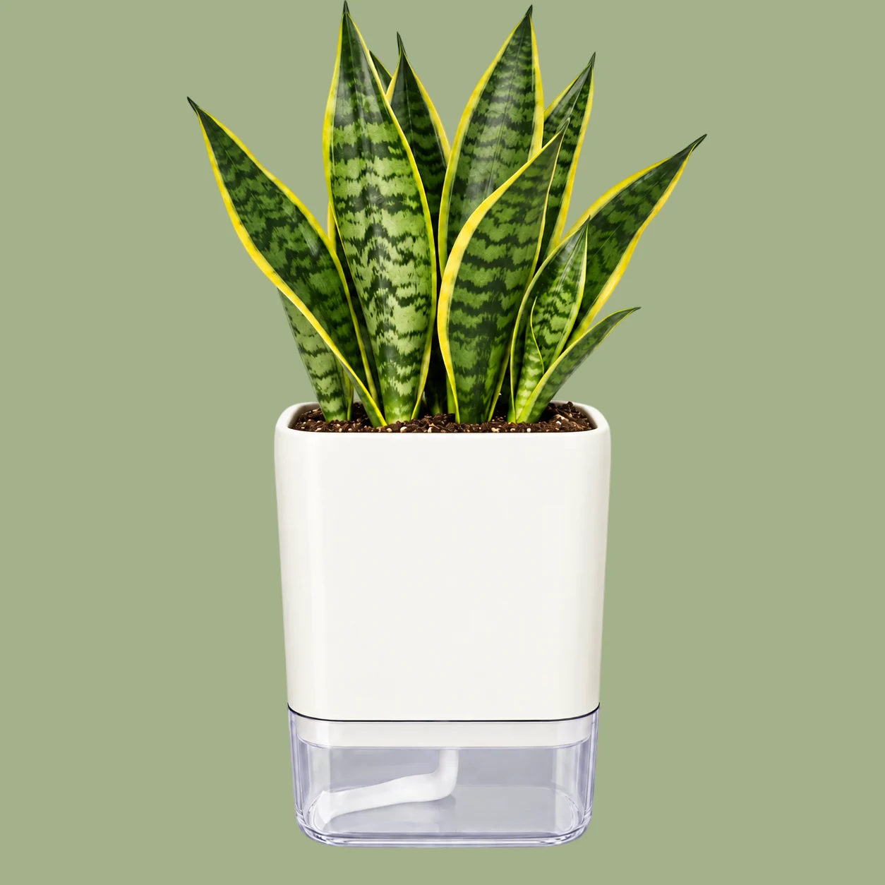 Snake plant in Self Watering Pot