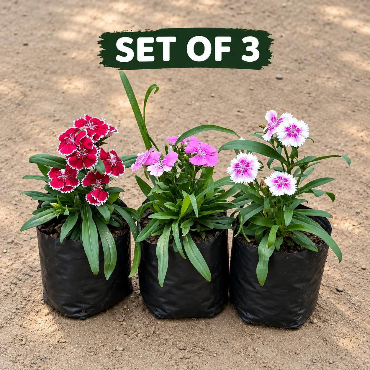 Set of 3 Dainthus Flowering Plant
