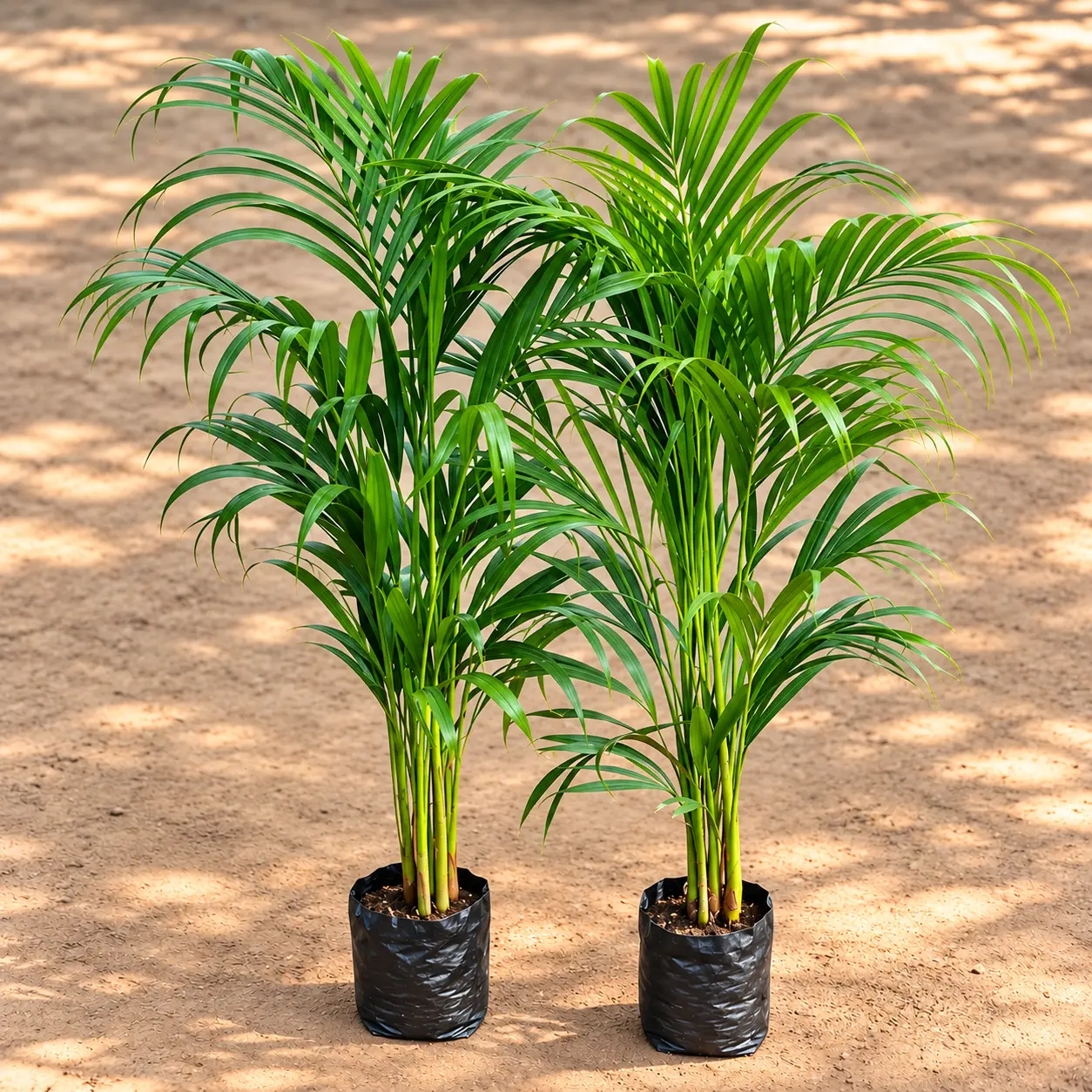 Set of 2 - Areca Palm (3-3.5 Ft) in 6 Inch Nursery bag