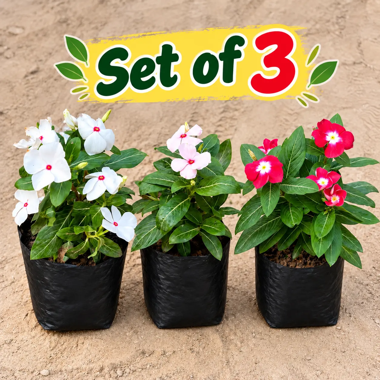 Combo of 3 Sadabahar / Vinca in 4 inch nursery bag