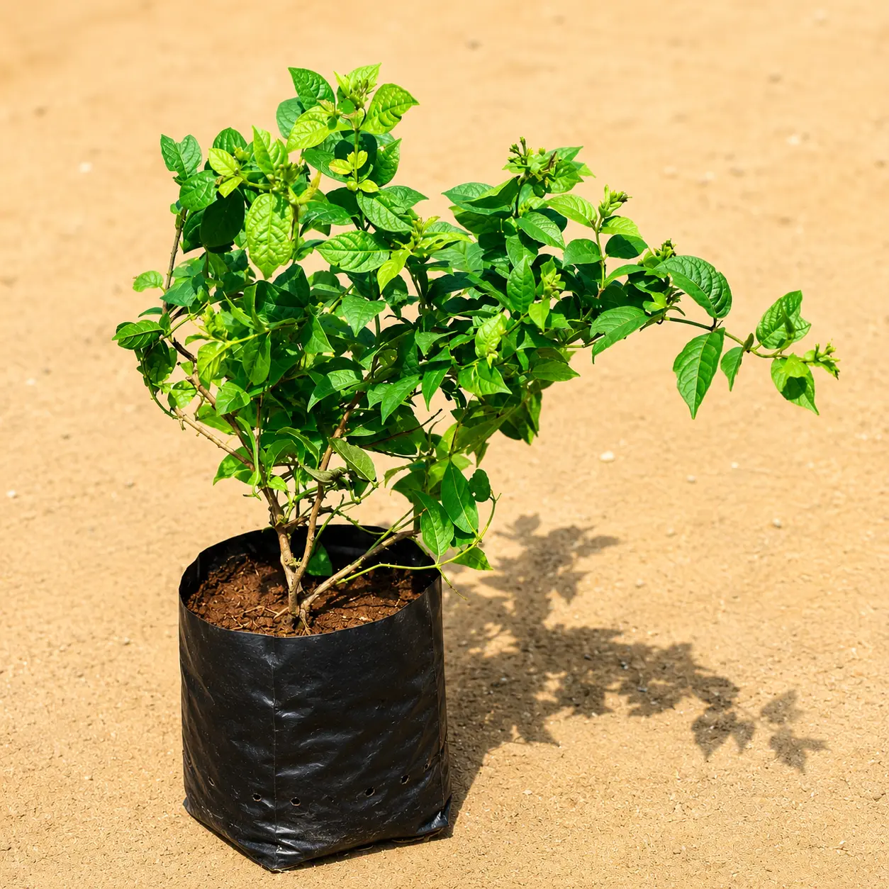 Madhumalti in 5 inch nursery bag