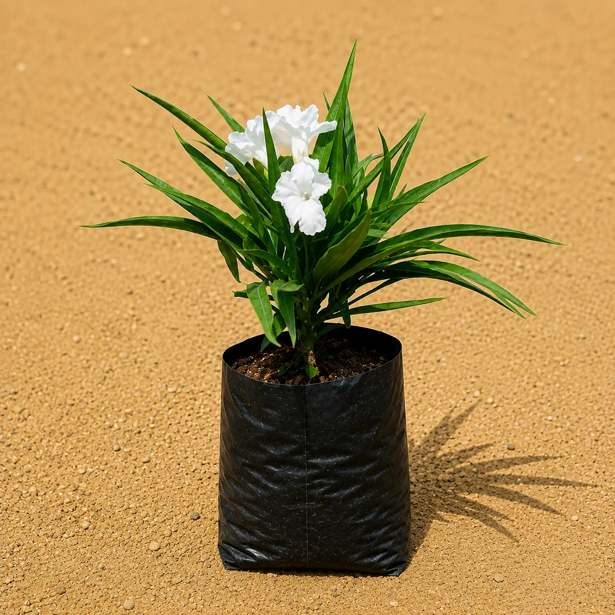 Ruellia 4 Inch Nursery Bag