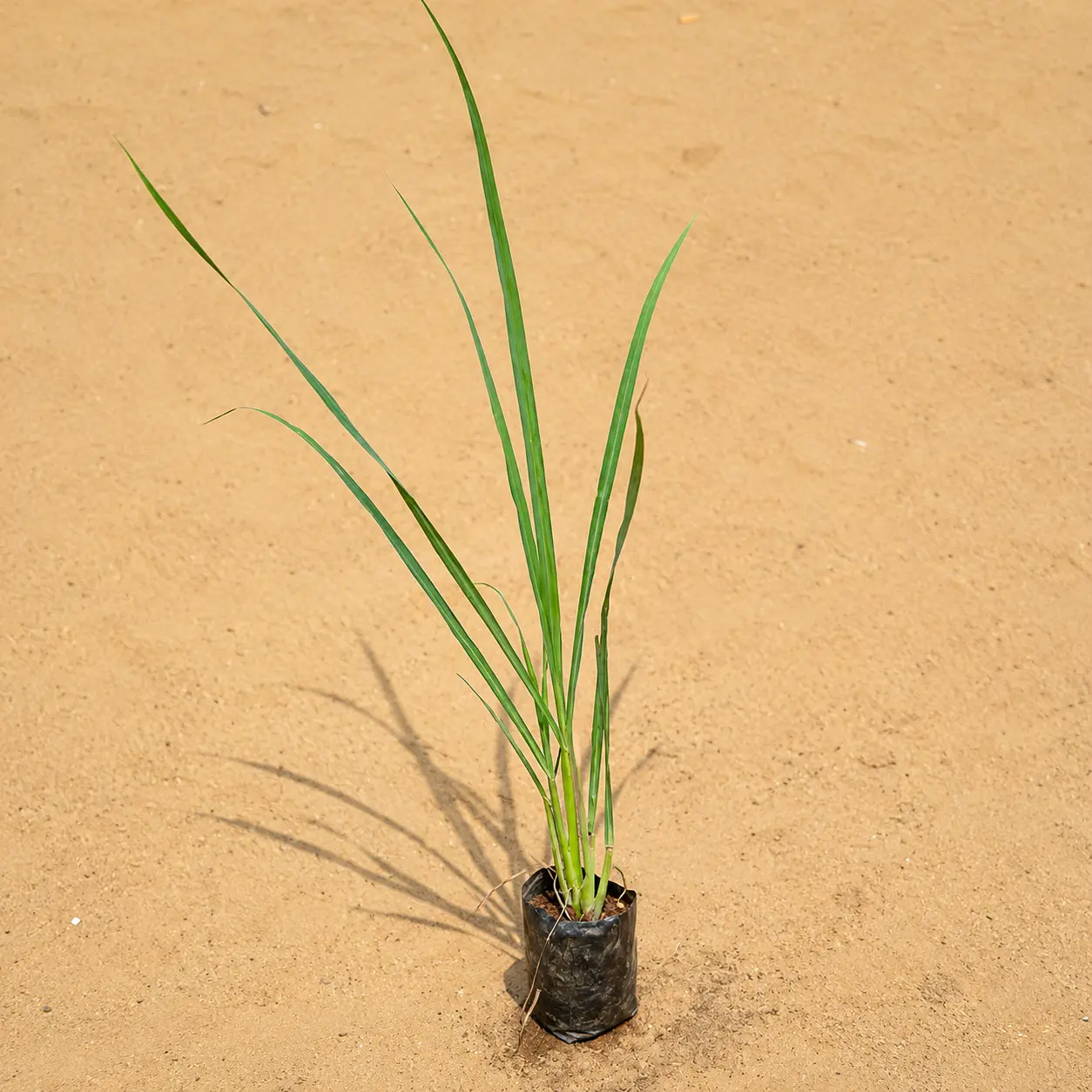 Lemon grass in 4 inch nursery bag