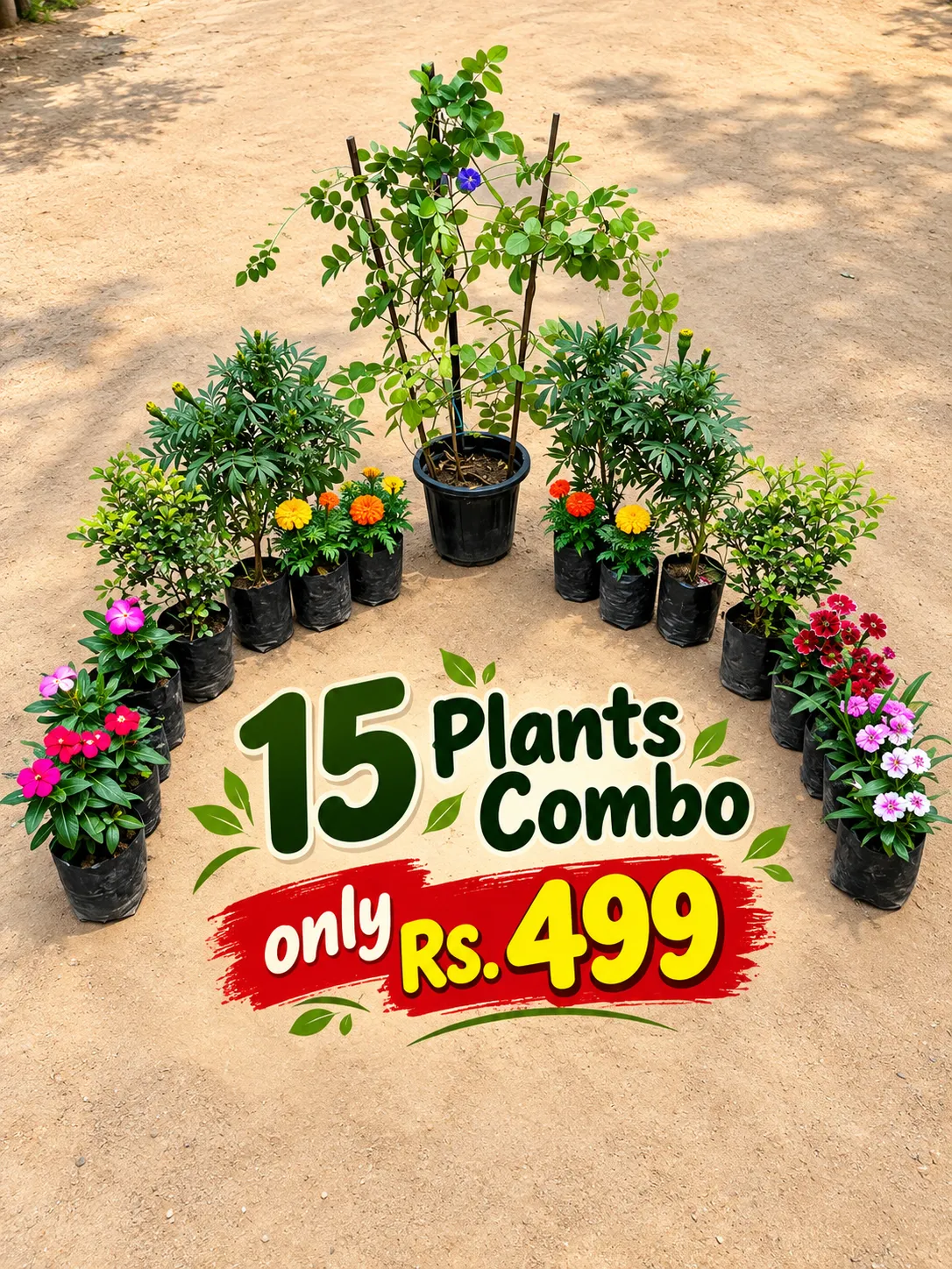 Combo of 15 Plants