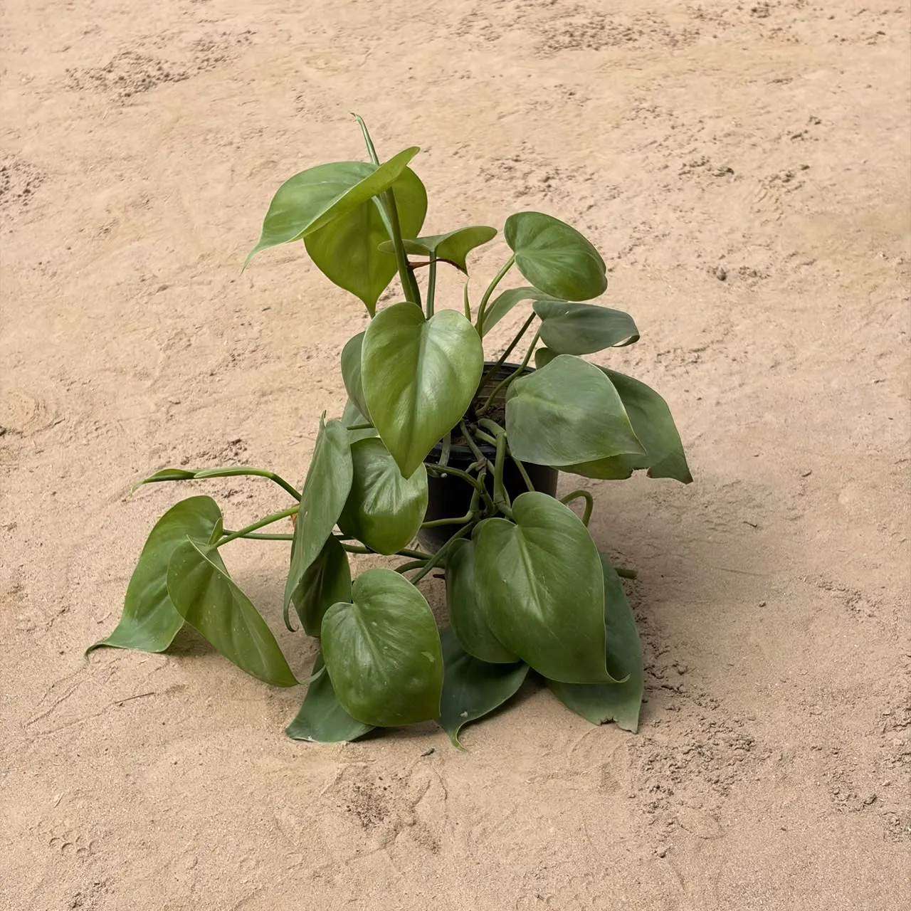 Green Pothos in 4 inch Pot