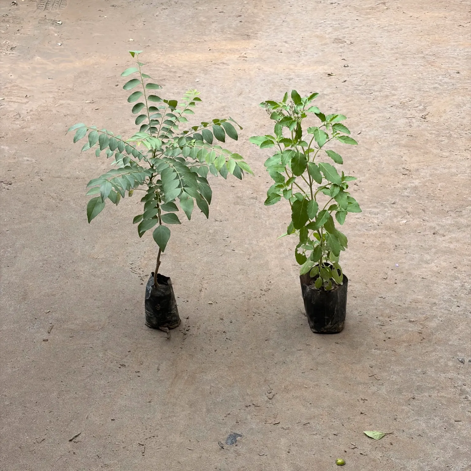 Combo of Rama tulsi & Curry leaf (curry patta) plant