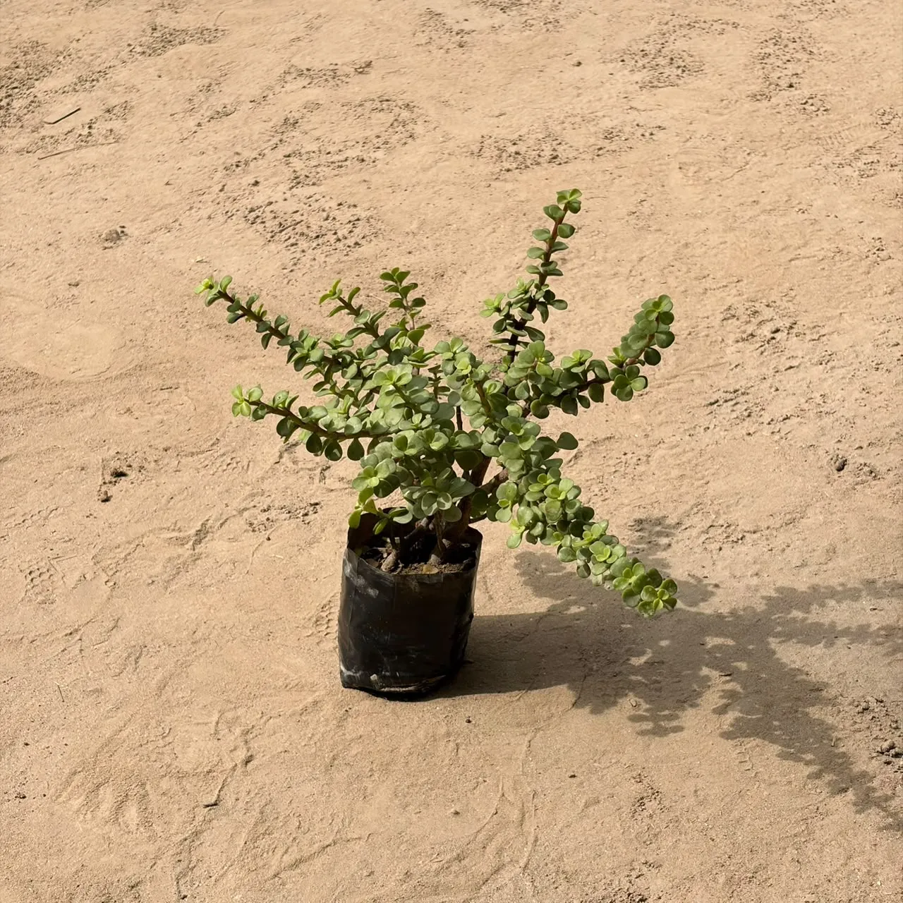 Jade plant in 4 inch polybag
