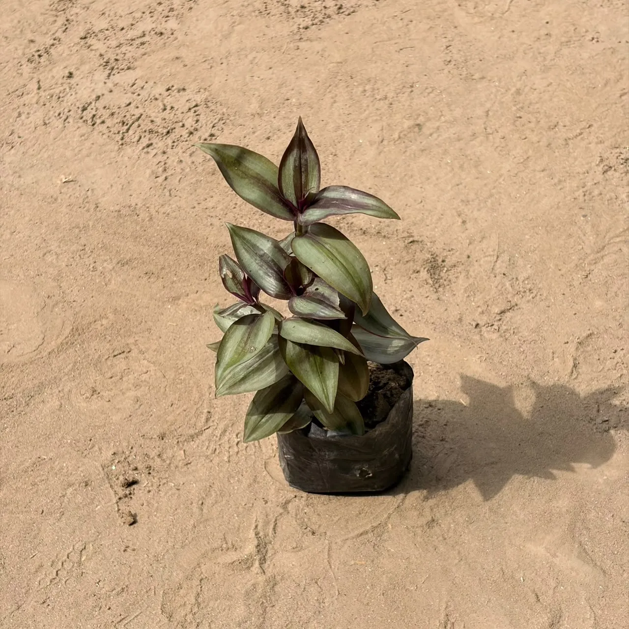 Wandering Jew in 4 inch polybag