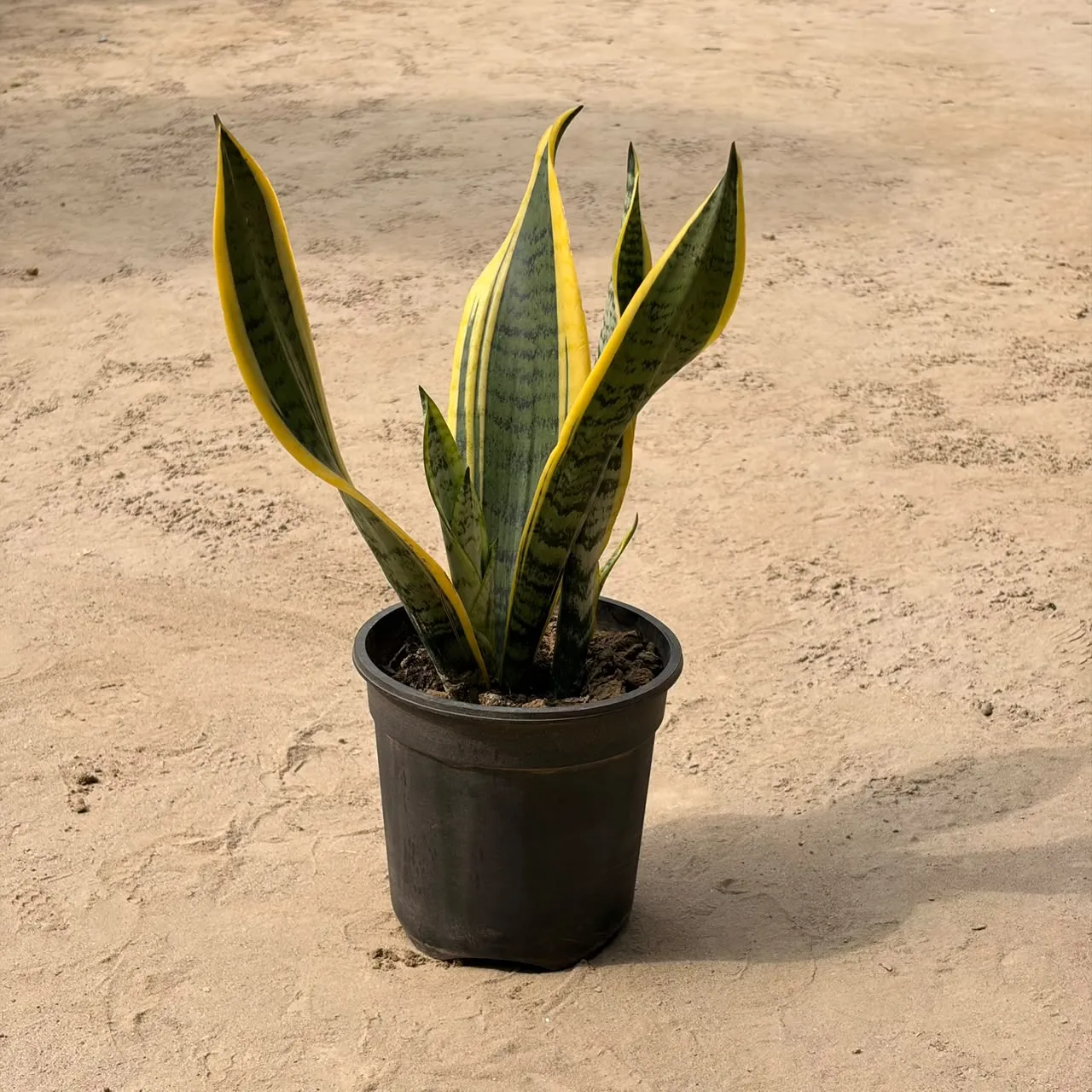 Sanseveria (Golden Strip) in 6 inch pot