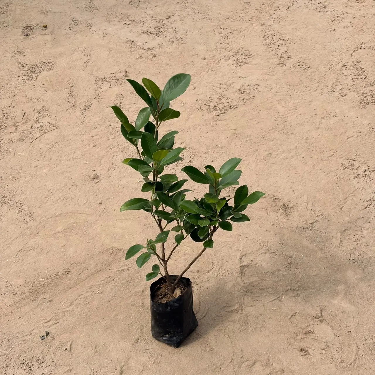 Ficus Panda in 4 inch nursery bag