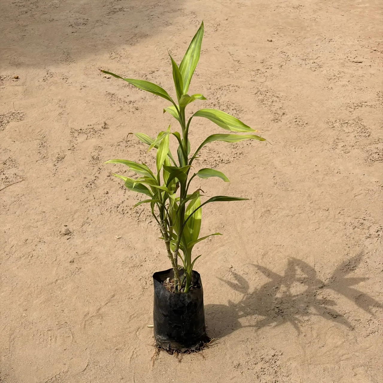 Lucky bamboo in 4 Inch Nursery bag