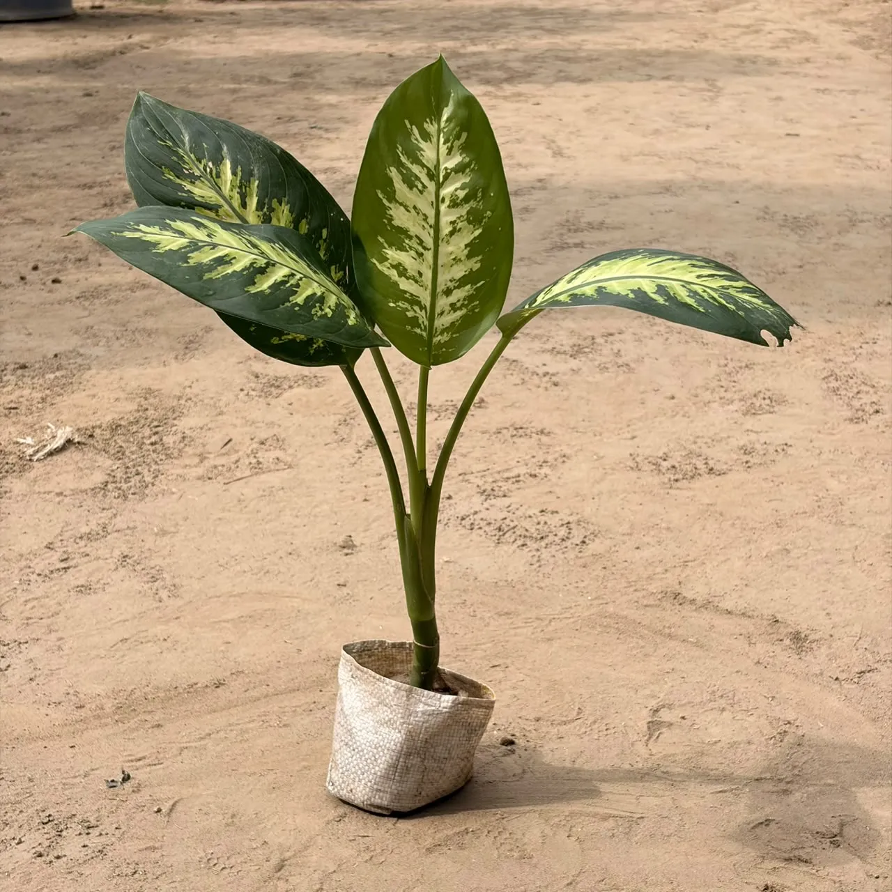 Dieffenbachia seguine in 4 inch Nursery bag