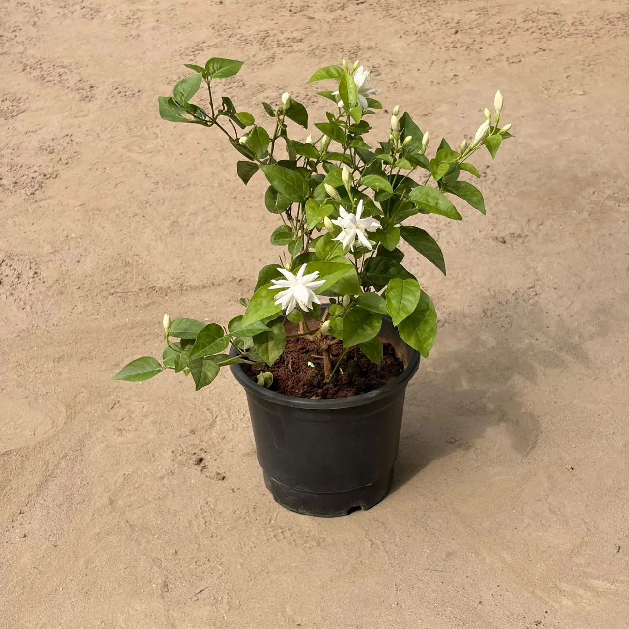 Mogra Plant in 6" Nursery Pot