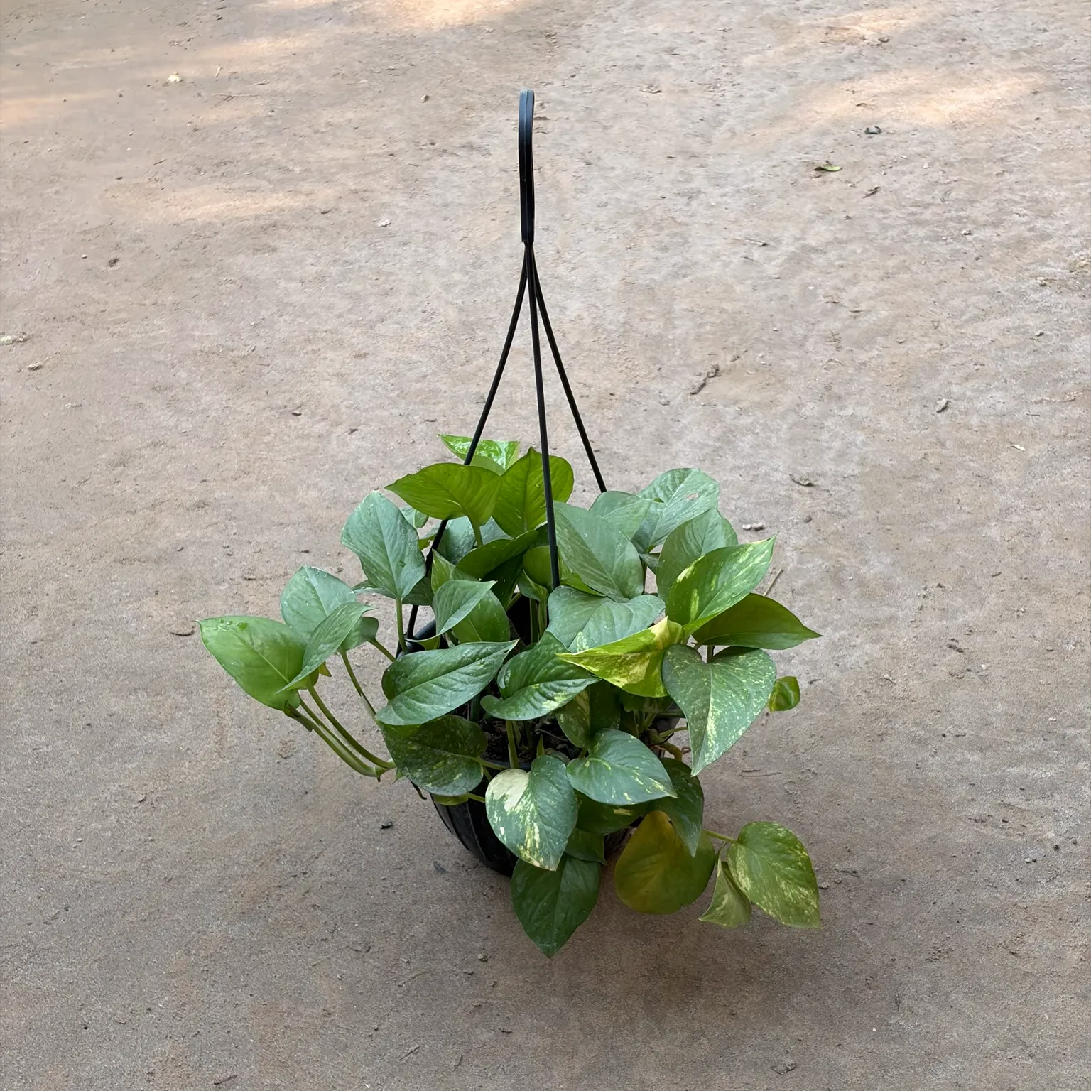 Money Plant (Green) in Hanging Basket