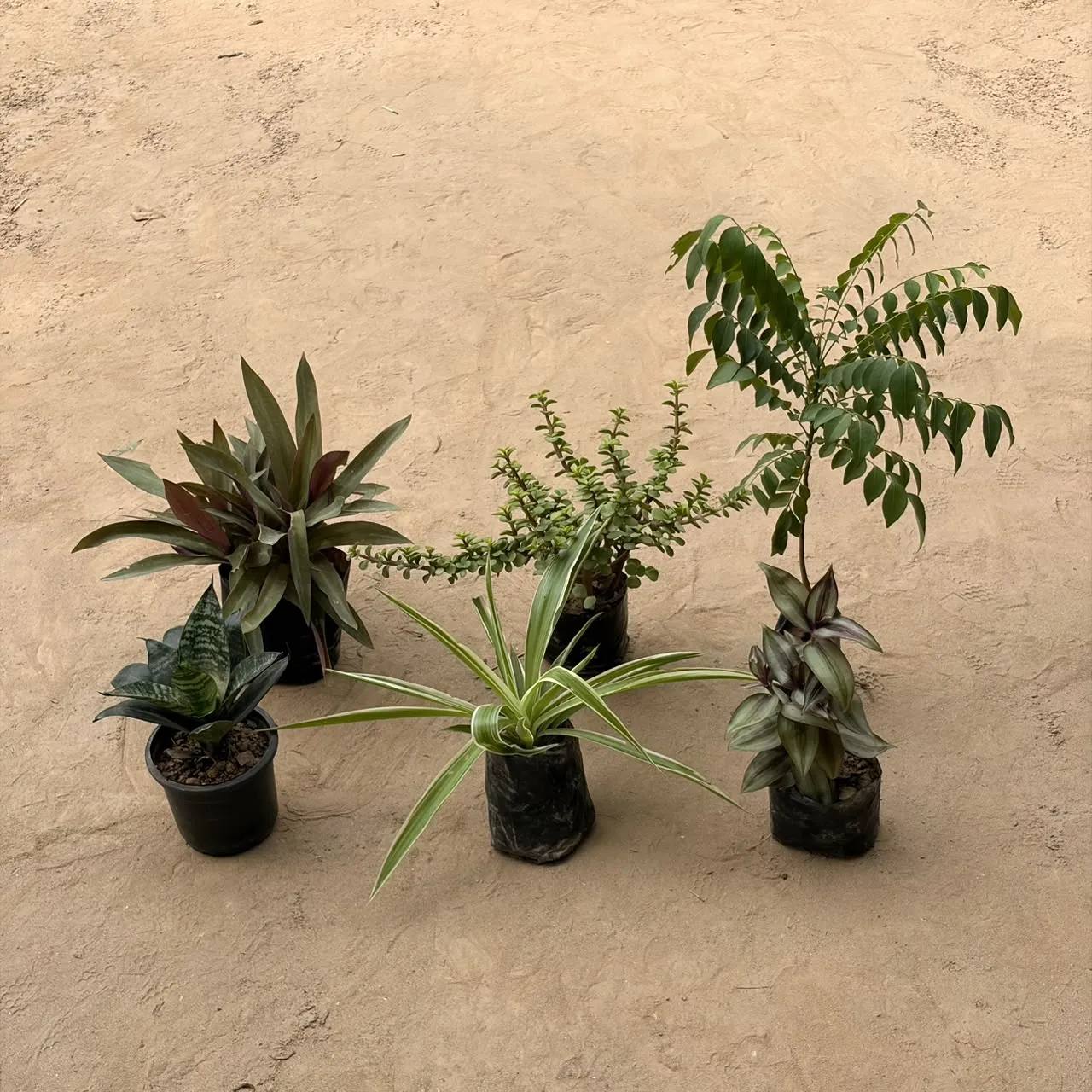 Combo of 6 Plants